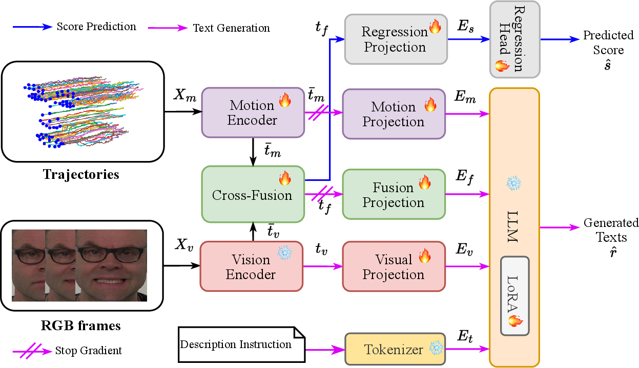 Figure 3: TraMP-LLaMA for decoupled severity scoring and text generation. Landmark trajectories are encoded by a motion encoder (SkateFormer [51]), RGB frames are encoded by a frozen vision encoder in VideoLLaMA3 [17], and integrated via cross-fusion. The visual, fused, and motion evidence are projected into the LLM embedding space as [E_v; E_f; E_m]. The severity score is predicted by a regression head from E_s. For text generation, an instruction prompt tokenised and embedded as E_t conditions a LoRA-adapted LLM together with the evidence embeddings [E_v; E_f; E_m]. Gradients from the text-generation loss are blocked from the motion encoder and cross-fusion, which are updated only through the score-prediction objective.