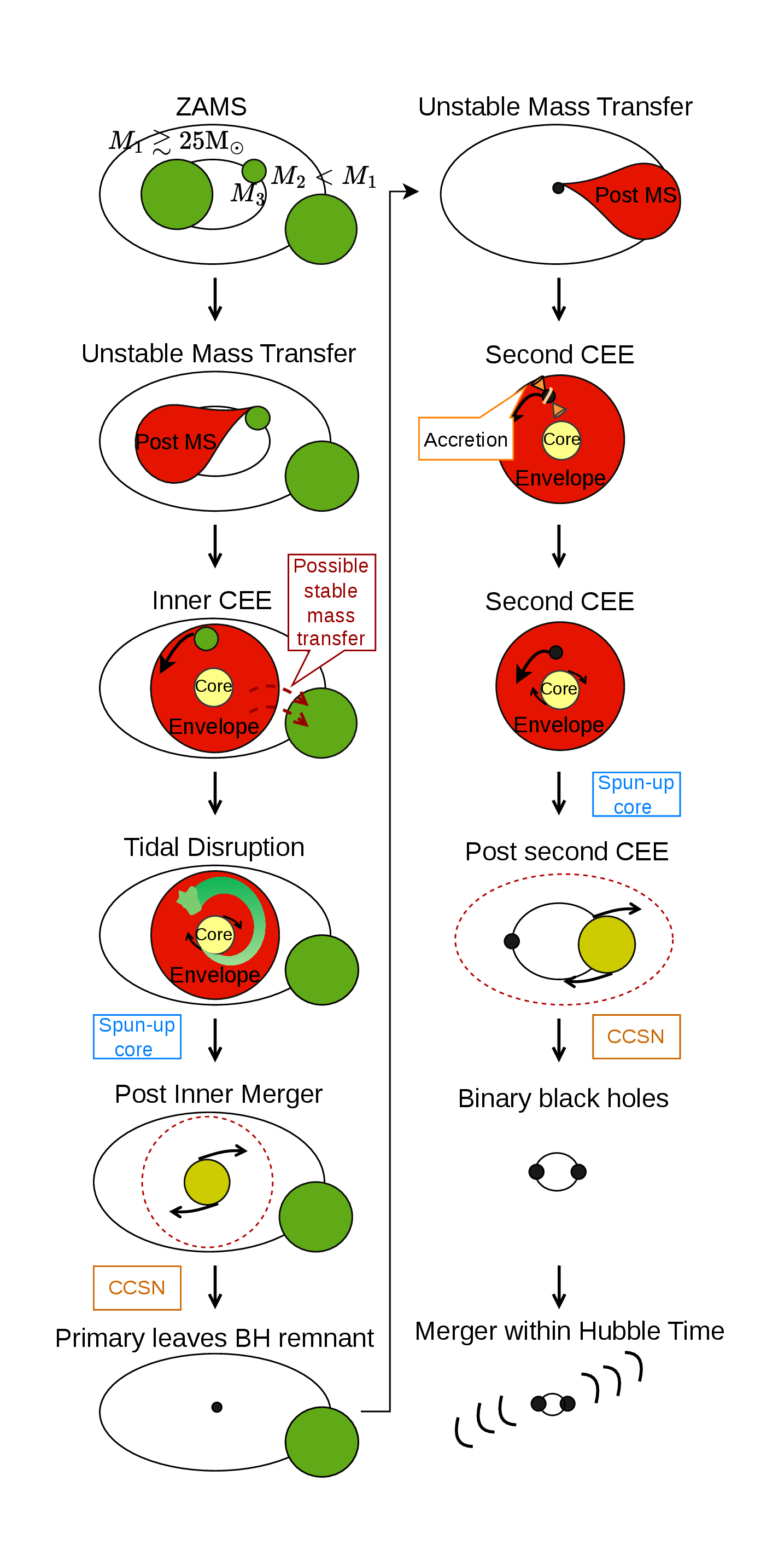 Figure 2: Schematic evolutionary pathway of a hierarchical triple system leading to the formation of a merging BBH. The left column follows the primary star from the ZAMS through the inner CEE, the inner merger (tidal disruption of the tertiary), and the first CCSN, which produces the first-born BH. The right column follows the subsequent evolution of the secondary star through the second CEE and second CCSN, resulting in a BBH that merges within a Hubble time. The individual steps are described in section 2. The arcs in the final panel schematically represent GW emission; their orientation in the figure is for visual clarity and does not reflect the actual emission geometry.