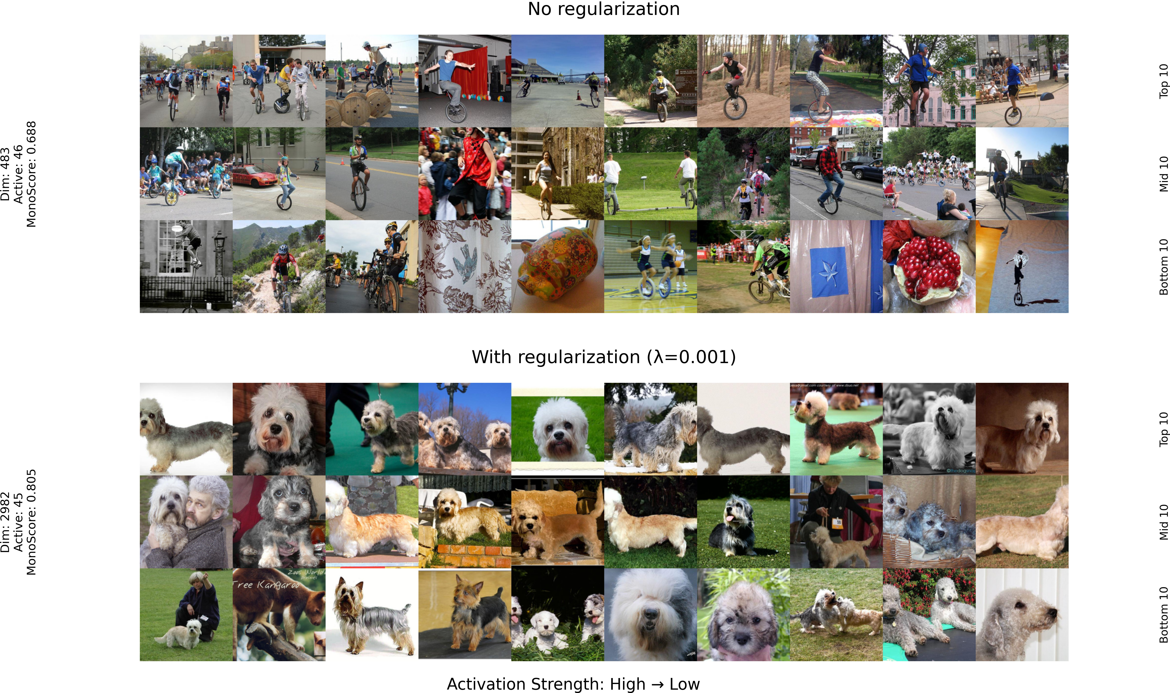 Figure 2: Qualitative comparison at matched monosemanticity rank (ViT-L/16, k=32). Top: a baseline latent (unit 483, monosemanticity 0.688); bottom: the Regularizer 1 (off-support \ell_1) latent at the same monosemanticity rank (unit 2982, monosemanticity 0.805)—two distinct units occupying the same rank. In each block, rows show the Top-10, Mid-10, and Bottom-10 activating images. Each row is ordered by decreasing activation strength (high \rightarrow low).