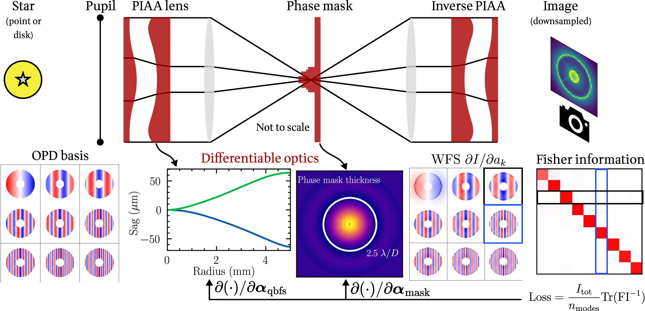Figure 1: Architecture of the PIAA-ZWFS and our optimisation framework. We simulate starlight from a point or resolved source through a telescope pupil. This then passes through a set of PIAA lenses for lossless apodisation, is focused on a phase mask and then re-imaged in the pupil plane through an inverse PIAA lens. The final image is formed by downsampling the intensity distribution. As the simulation is differentiable, we are able to compute the derivative of the output intensity with respect to the phase coefficient (“WFS \partial I/\partial a_k”). All pairs of the basis set are then used to calculate the Fisher information matrix of the system. The optimiser measures the average variance of a maximum likelihood estimator (given by the trace of the inverse of the Fisher information matrix) and is able to access derivatives of this metric with respect to optical prescriptions in the PIAA lenses (\boldsymbol{\alpha}_{\mathrm{qbfs}}) and phase mask (\boldsymbol{\alpha}_{\mathrm{mask}}), converging on an optical design that best constrains the phase estimates.