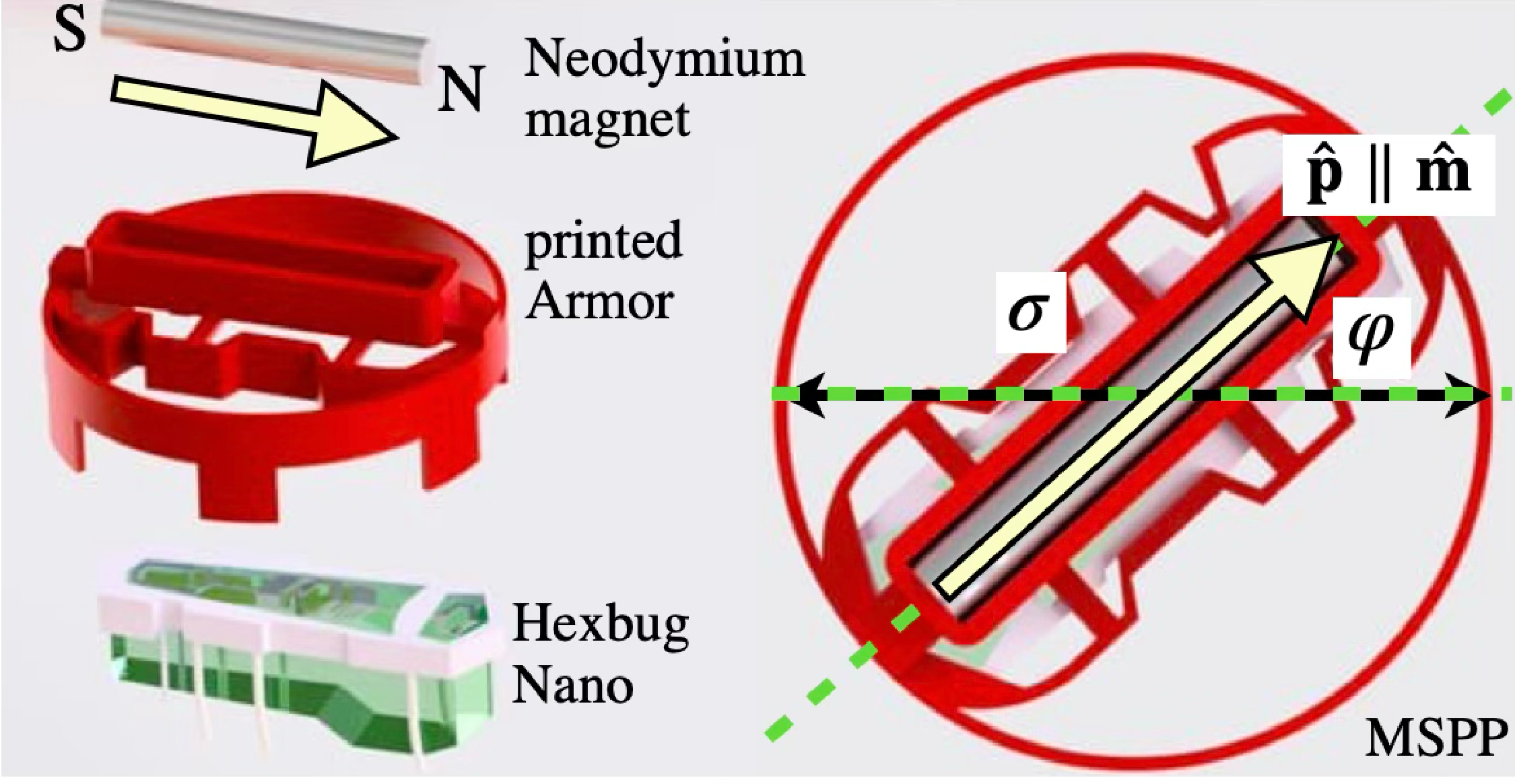 Figure 1: Magnetic self-propelled particle (MSPP). Left: components of an MSPP — a neodymium cylindrical magnet (S–N poles indicated), a 3D-printed disk-shaped armor of diameter \sigma = 5 cm, and a Hexbug Nano robot providing self-propulsion via internal vibratory motion. Right: schematic of the assembled MSPP, modeled as a disk of diameter \sigma with orientation angle \varphi measured from the chain axis (green dashed line, corresponding to the \hat{\mathbf{x}} axis). The self-propulsion direction \hat{\mathbf{p}} = (\cos\varphi,
\sin\varphi, 0) is parallel to the permanent magnetic dipole moment \mathbf{m} = m\hat{\mathbf{p}}, with magnitude m = 0.6 \pm 0.1 Am^2 determined via gaussmeter measurements [44].