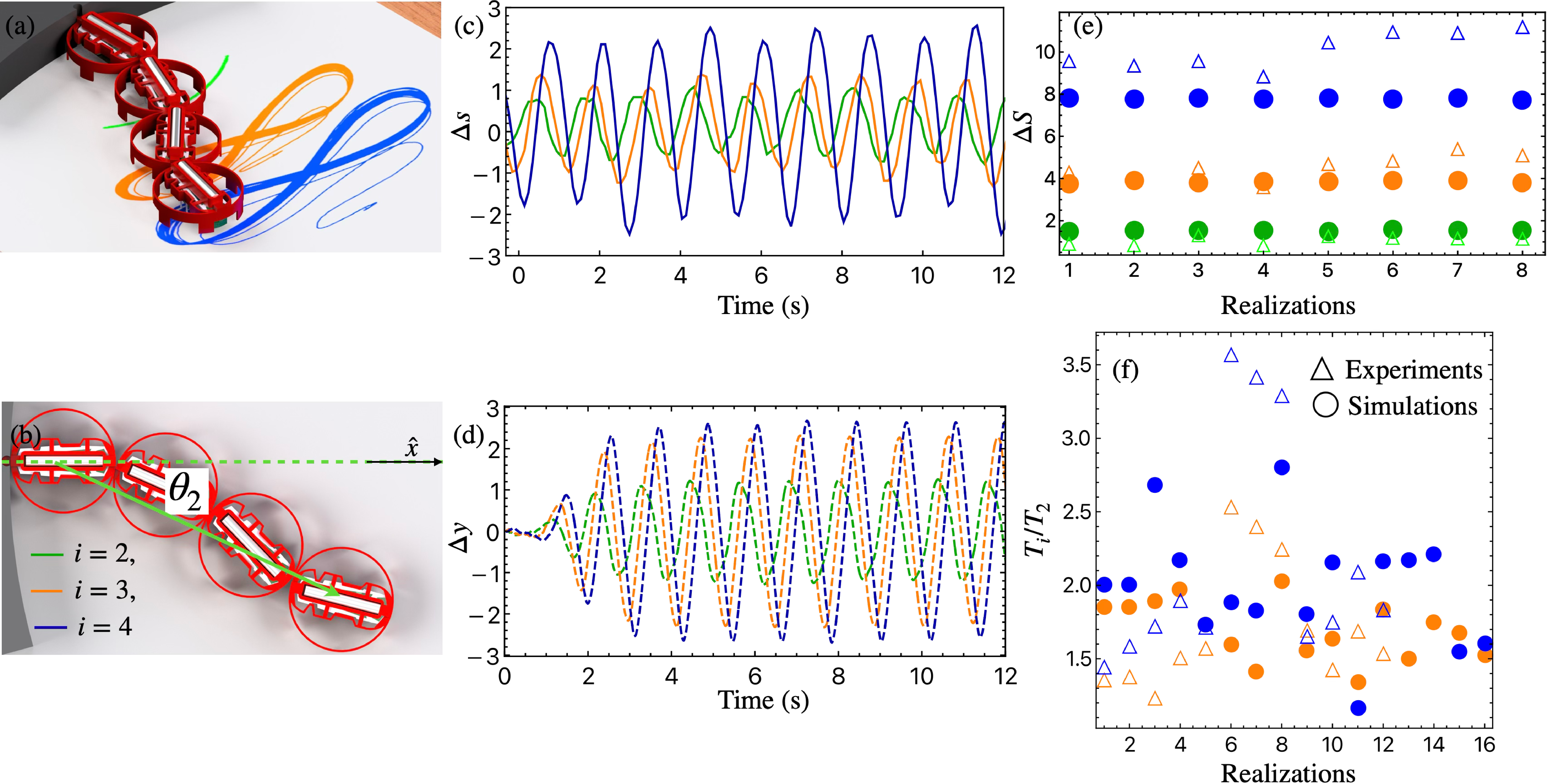 Figure 2: Flagellar beating of a N=4 MSPP chain. (a) Experimental photograph showing the trajectories of individual MSPPs during flagellar beating. Colors indicate particle index: green for i=2, orange for i=3, and blue for i=4 (tail); the head particle (i=1) is anchored and not shown. (b) Schematic of the N=4 anchored chain defining the oscillation angle \theta_2 between the position vector of the second particle and the chain axis \hat{\mathbf{x}} (green dashed line). Red circles indicate the excluded-volume diameter \sigma of each MSPP. (c) Arc displacement \Delta s_i = (i-1)\sigma\theta_i(t) as a function of time from experiments. (d) Transverse displacement \Delta y_i(t) as a function of time measured during numerical simulations. In both (c) and (d), amplitude increases with distance from the anchored head, consistent with flagellar beating [27], [33]. (e) Oscillation amplitude \Delta S_i = (i-1)\sigma A_i across multiple realizations. Filled circles represent simulations and triangles represent experiments. Amplitudes are consistent across realizations, indicating they are set by intrinsic system parameters. (f) Normalized oscillation period T_i/T_2 across multiple realizations. Periods vary between realizations, reflecting sensitivity to initial orientations and rotational noise at the moment of buckling.