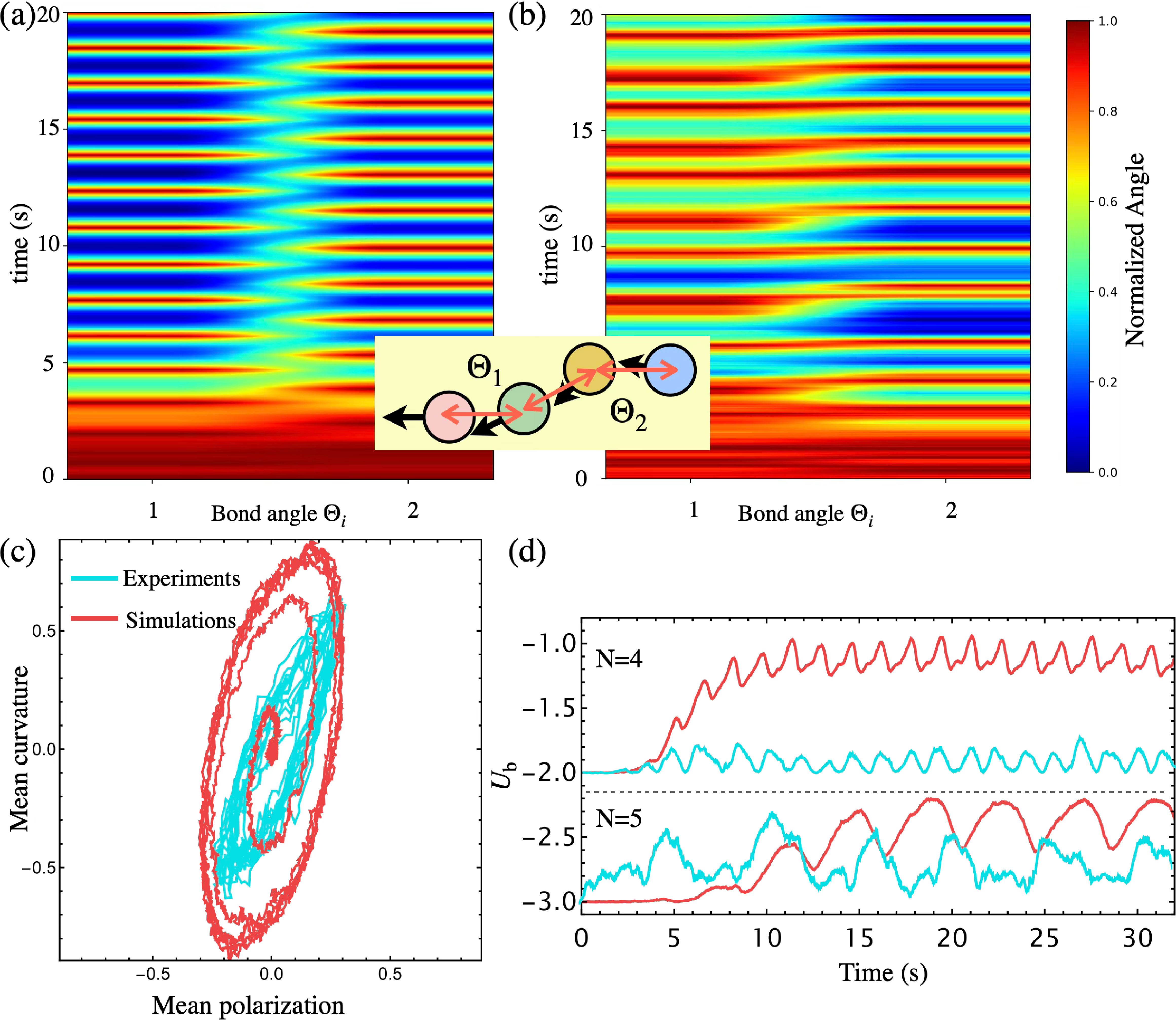 Figure 4: Chain flexibility and limit cycle dynamics. (a),(b) Kymographs showing the temporal evolution of the bond angles \Theta_1 and \Theta_2 (defined in the schematic inset) for simulations (a) and experiments (b), respectively. Colors represent the bond angle normalized by the maximum deflection detected, from blue (minimum) to red (maximum). The periodic banding confirms sustained flagellar beating, with simulations showing more regular oscillations than experiments due to the absence of environmental noise. (c) Phase space portrait of the mean curvature \Phi(t) versus mean polarization \Omega(t), showing the limit cycle structure characteristic of a supercritical Hopf bifurcation [34], [39]. Experimental trajectories (cyan) exhibit larger variability than simulations (red), reflecting sensitivity to rotational noise and initial conditions. (d) Time evolution of the three-body bending energy U_b for flagella composed of N=4 (top) and N=5 (bottom) particles, from simulations (red) and experiments (cyan). The N=5 chain exhibits larger oscillation amplitudes and more negative mean U_b, consistent with its greater flexibility as predicted by the k_{\rm mag}/(N\sigma)^2 scaling [33], [51].