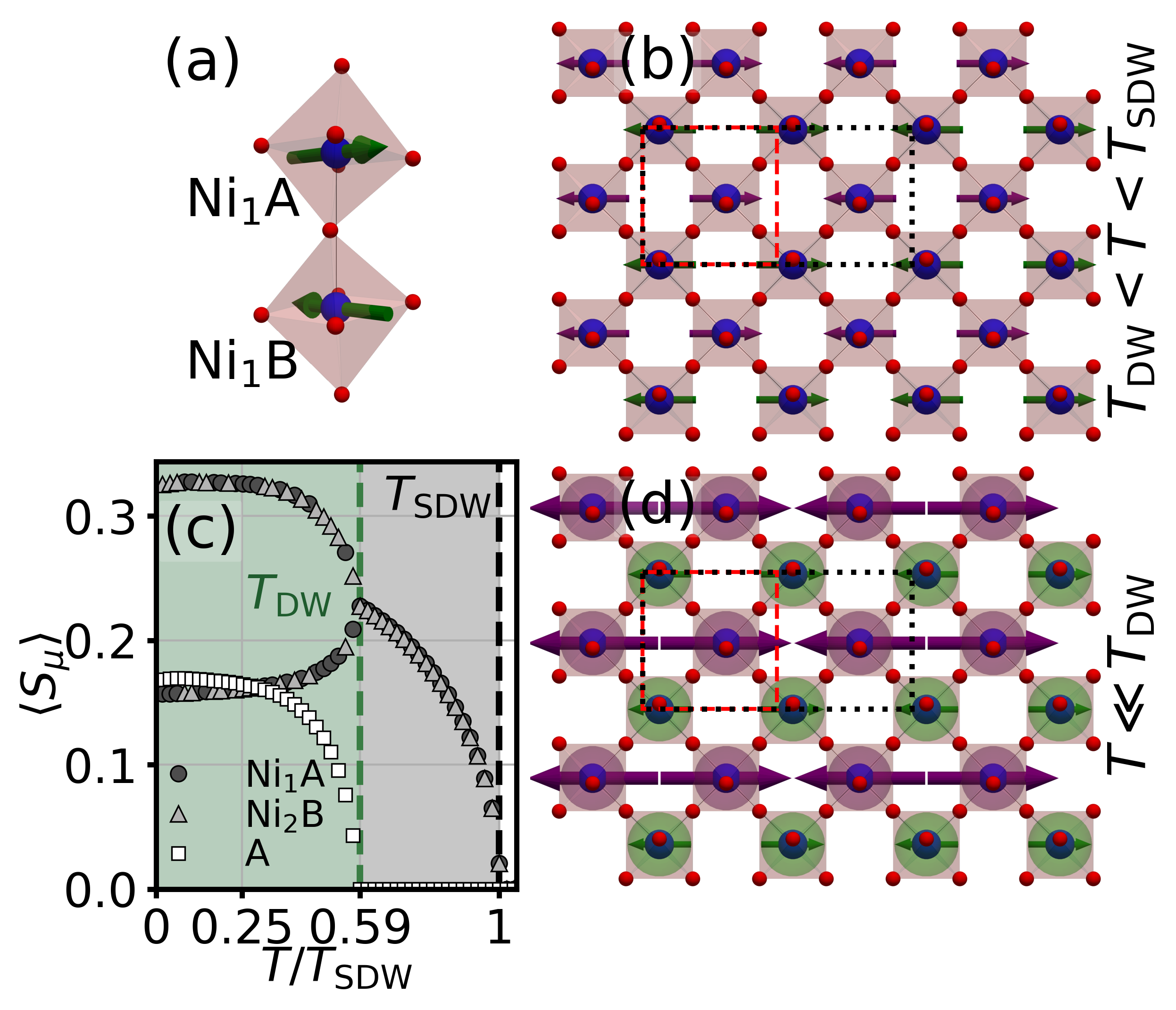 Figure 3: Site-resolved (trace over orbitals) spin and charge-modulation expectation values. Panel (a) shows the antiferromagnetic alignment between layers. Top view of the bilayer structure is depicted in panels (b,d) for the SDW and SDW+CDW phases, respectively. Normal-state (red dashed lines) and magnetic (black dotted lines) unit cells are shown. Ni and O atom colors follow convention of Fig. 1. Green and purple colors for arrows (spin density) and spheres (deviations from average charge density) indicate distinct sublattice sites Ni_1 and Ni_2, respectively. The charge modulation features opposite sign in the in-plane Ni_1 and Ni_2 sites. Panel (c) shows the total spin expectation value (summed over orbitals) in the sublattice sites Ni_1A (dark gray circles), Ni_2B (light gray triangles), and layer A (Ni_1A plus Ni_2A, white squares).