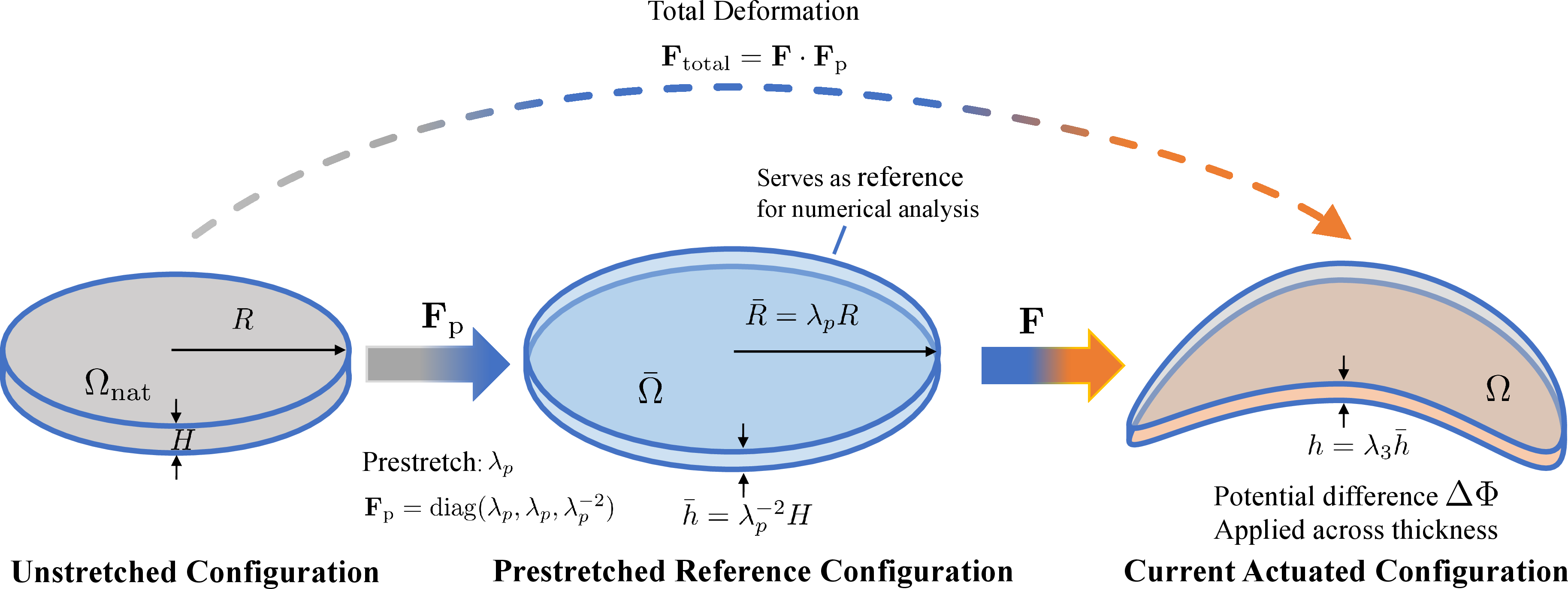 Figure 3: Progressive configurations for prestretched electroelastic thin shells