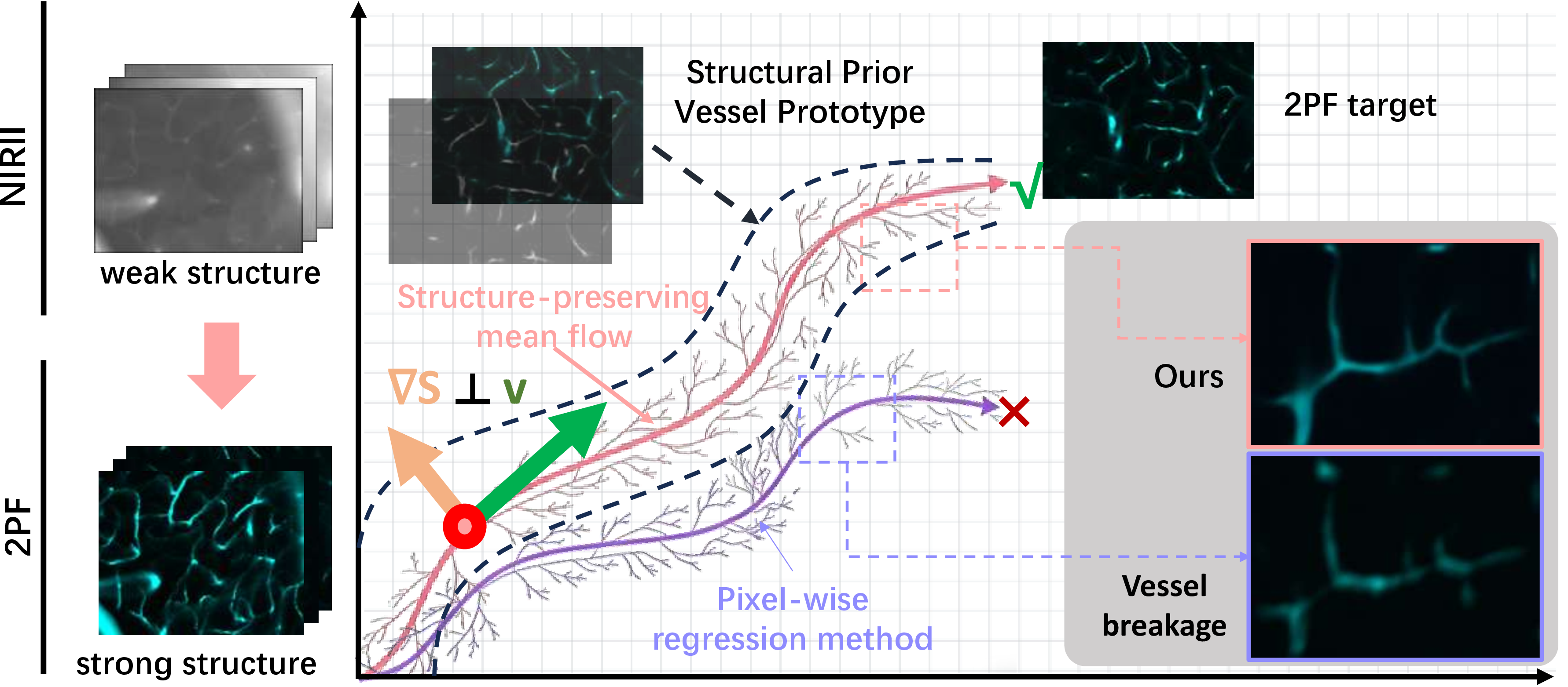 Figure 1: Illustration of the proposed structure-preserving mean flow. By constraining the velocity field to be orthogonal to the structural gradient, the generative dynamics can transform appearance while remaining on the vascular structural manifold, thereby preserving topology along the entire trajectory.