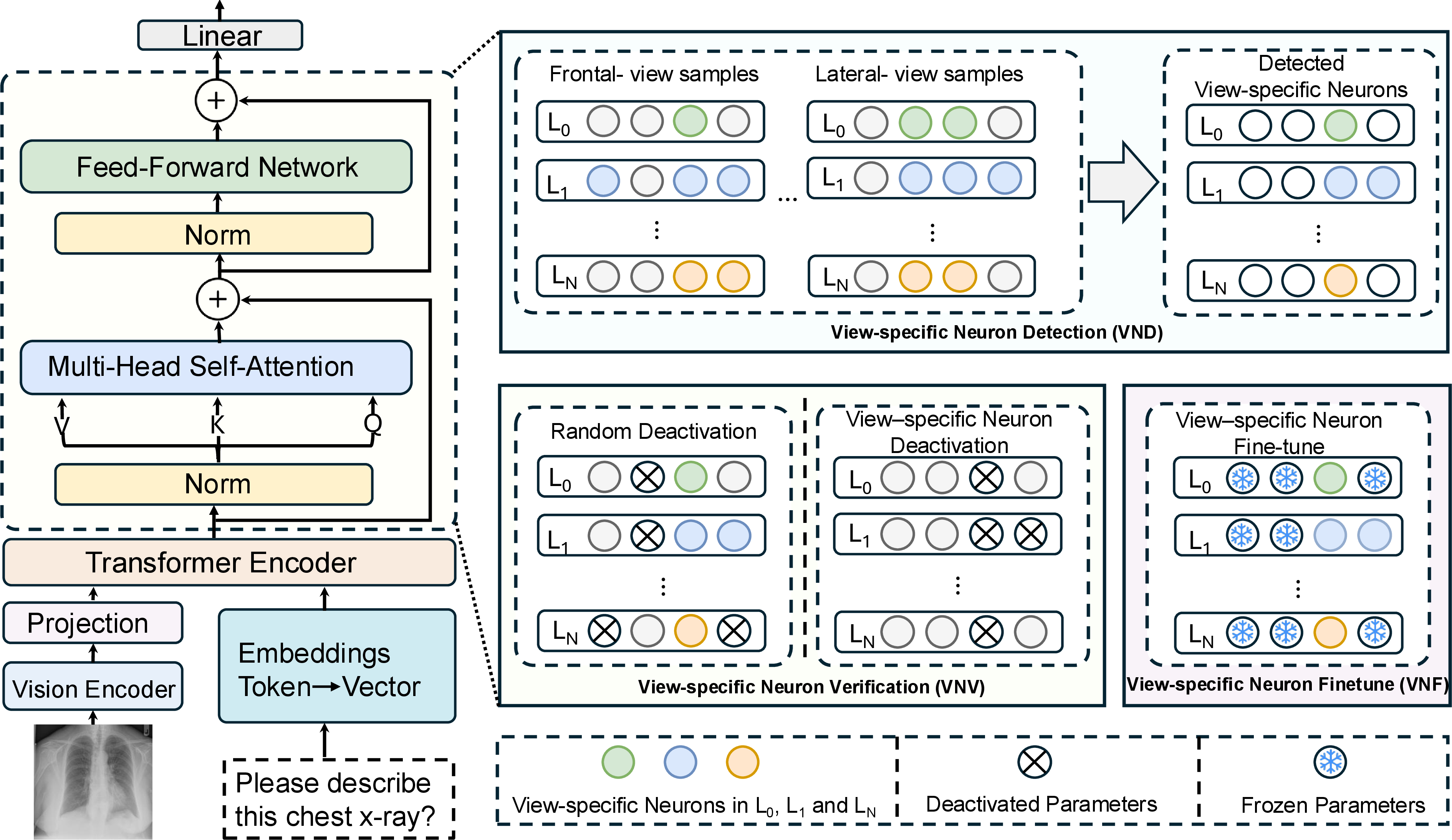 Figure 1: The overall framework of View-PNDF, which consists of four components: the transformer structure in VLMs for RRG; View-specific Neuron Detection (VND) module identifies neurons associated with the specific views of chest X-rays; View-specific Neuron Verification (VNV) module verifies the detected pattern neurons; and View-specific Neuron Fine-tuning (VNF) module fine-tunes the detected view-specific neurons for RRG network.