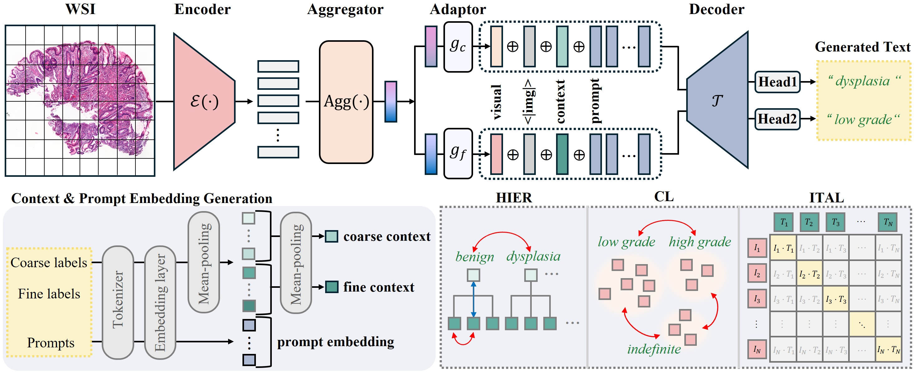 Figure 2: Overview of TaxoMIL. TaxoMIL consists of a MIL backbone, dual-branch multimodal conditioning module, and a dual-head text decoder. The model is optimized with label-text generation and supervised contrastive learning (CL) losses, augmented by taxonomy-guided label hierarchy (HIER) and image–text alignment (ITAL) objectives.
