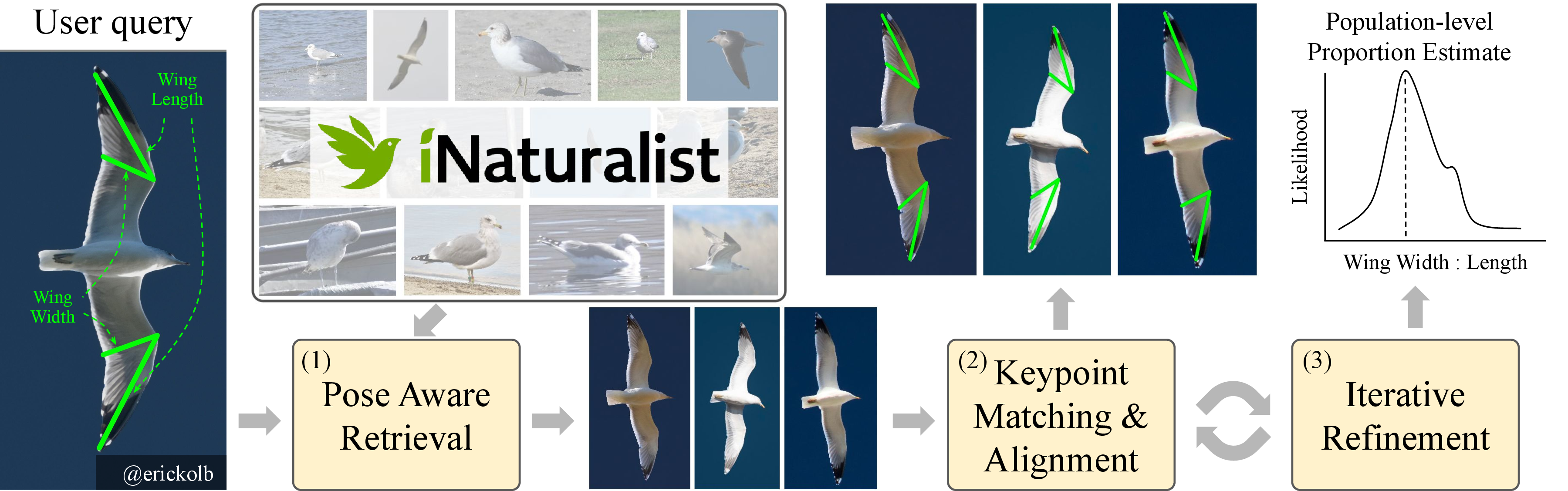 Figure 3: Method overview. The proposed approach consists of three key components: (1) pose-aware retrieval to identify images from a large collection (, iNaturalist) where the desired measurements can be reliably estimated; (2) keypoint matching and geometric alignment to transfer part annotations; and (3) iterative refinement of keypoint appearance and correspondences to estimate population-level body proportions. In this example, the user provides a canonical image with annotated keypoints defining the ratio of wing width to length (left). The top three pose-aligned retrieved images and their estimated correspondences are shown in the middle panels, from which the distribution of wing width–to–length ratios is computed. Also, note that in this case, due to symmetry, each instance provides two measurements of width and length.