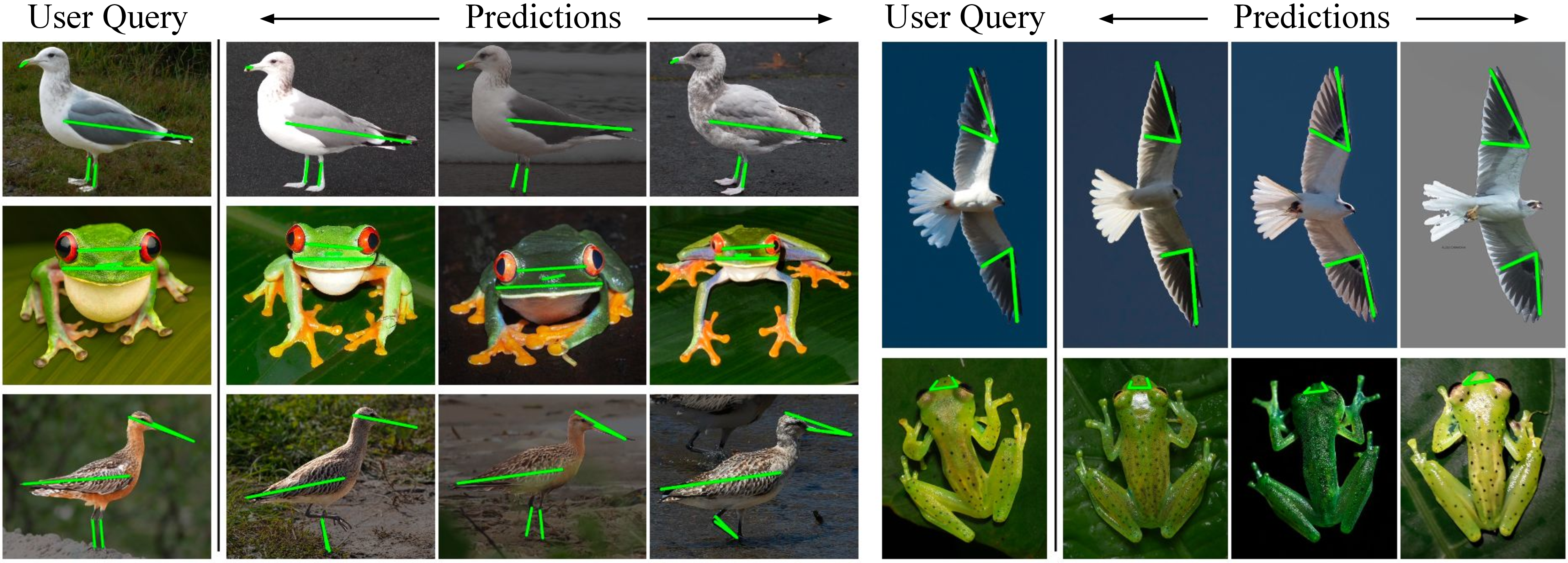Figure 6: Prediction Visualizations. Sample queries and model predictions. We demonstrate the pose-similarity of retrieved images, and matched keypoints on them.