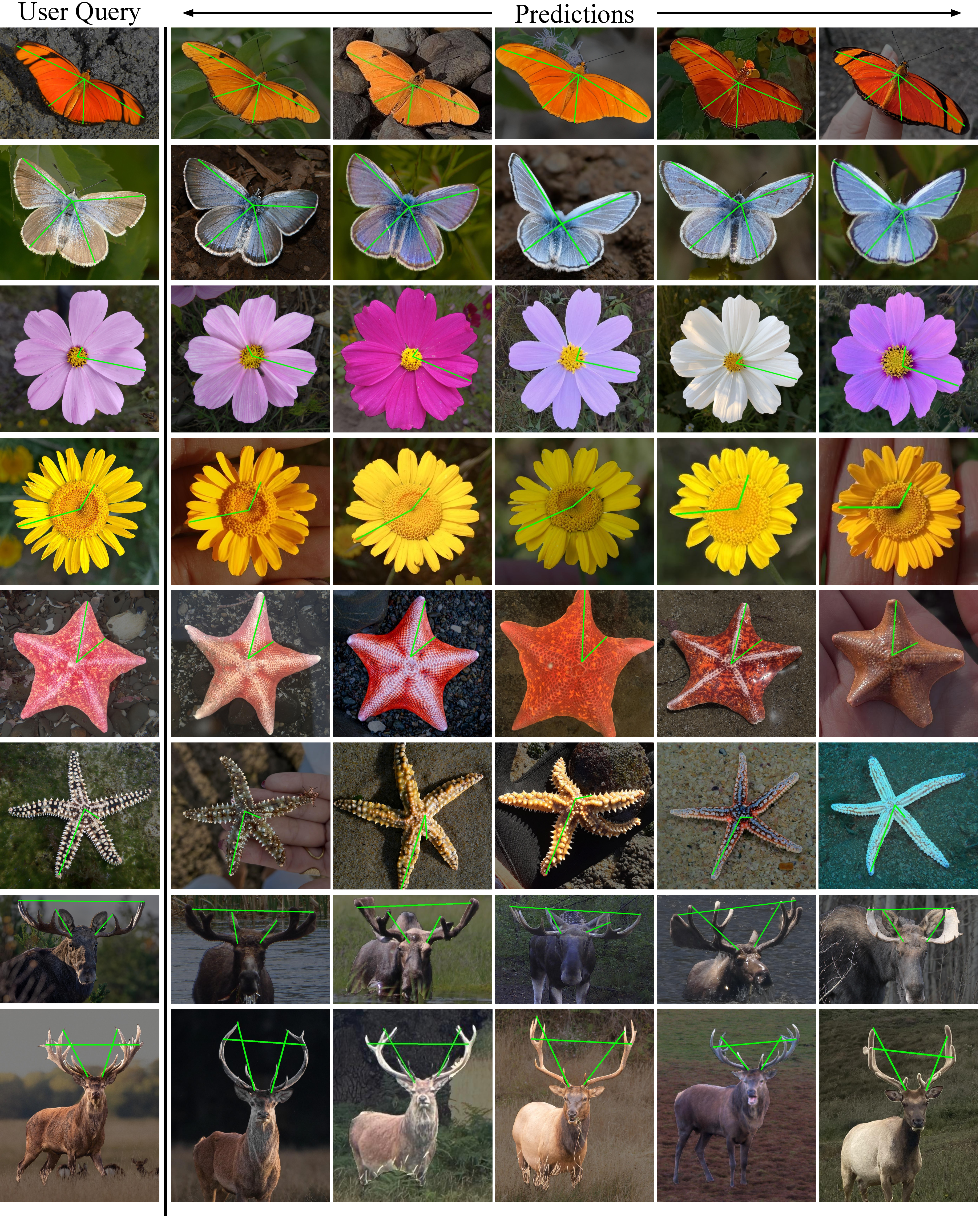 Figure 17: Prediction visualizations for case studies. Each row shows the user query with annotated keypoints, followed by five sample predictions. We show examples from the taxonomic groups used in our case studies, including butterflies, flowers, starfish, and deer.