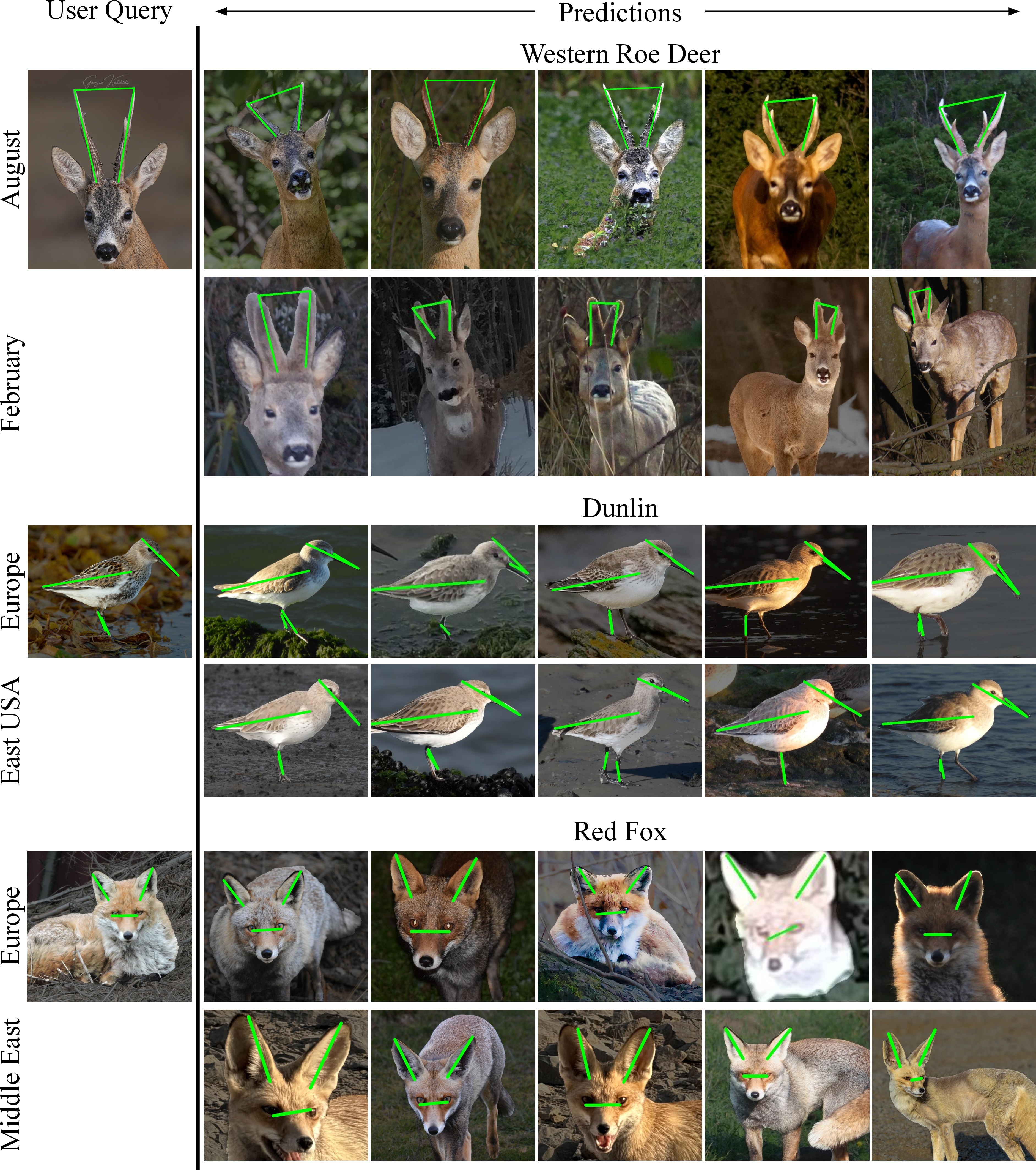 Figure 18: Prediction visualizations for spatiotemporal stratification. Each row shows the user query with annotated keypoints, followed by five sample predictions. We show examples from Western Roe Deer, Dunlin, and Red Fox, which are used in our stratification experiments. For each species, we compare two subgroups (month or location) in separate rows. A single query image is used per species and is repeated next to each subgroup for ease of comparison.