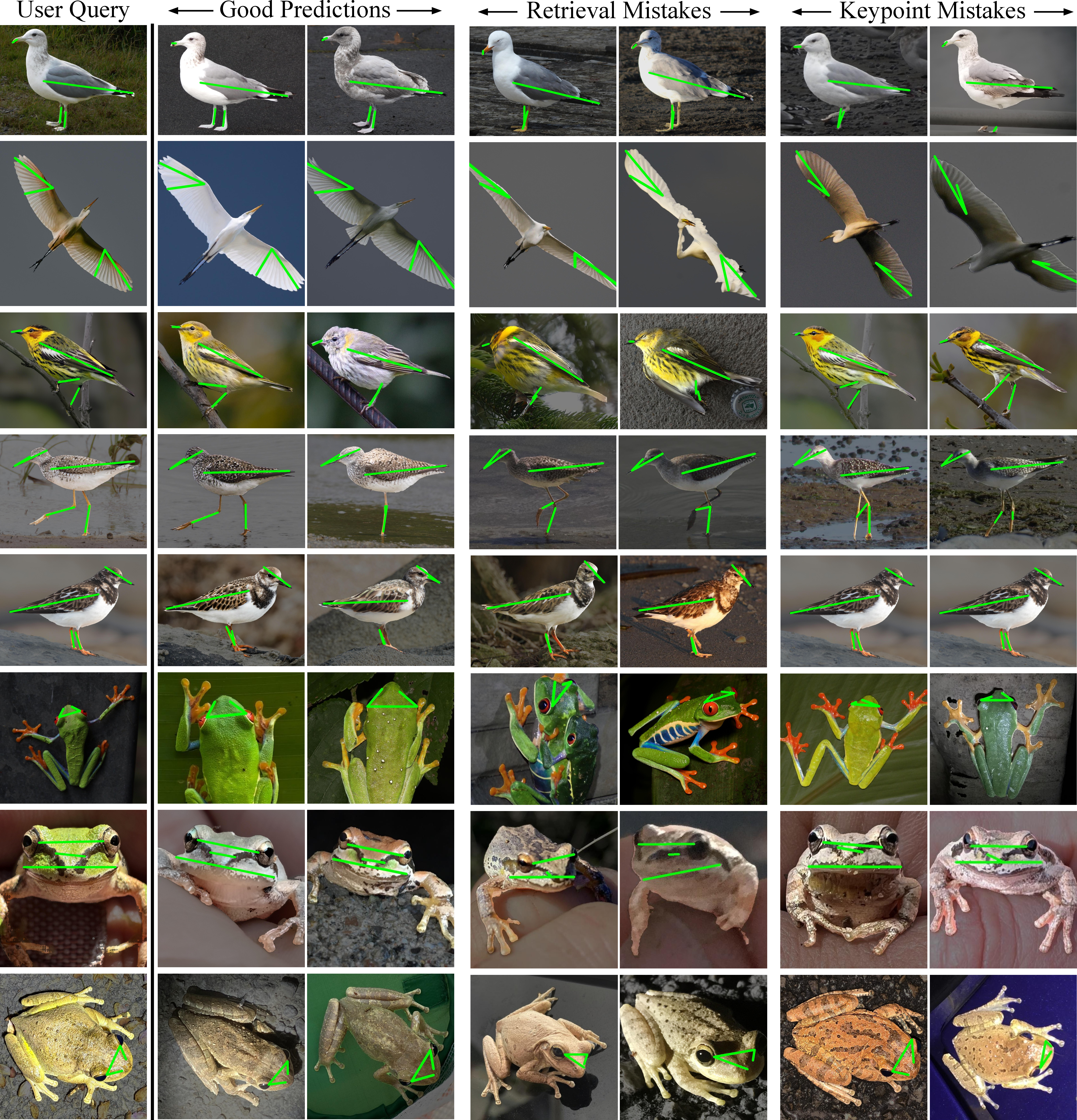 Figure 13: Prediction visualizations for quantitative studies. Each row shows the user query with annotated keypoints, followed by six sample predictions. We show two successful predictions, two examples where retrieval selects images in slightly or substantially different poses that affect measurement, and two examples where the pose is appropriate but keypoint detection fails.