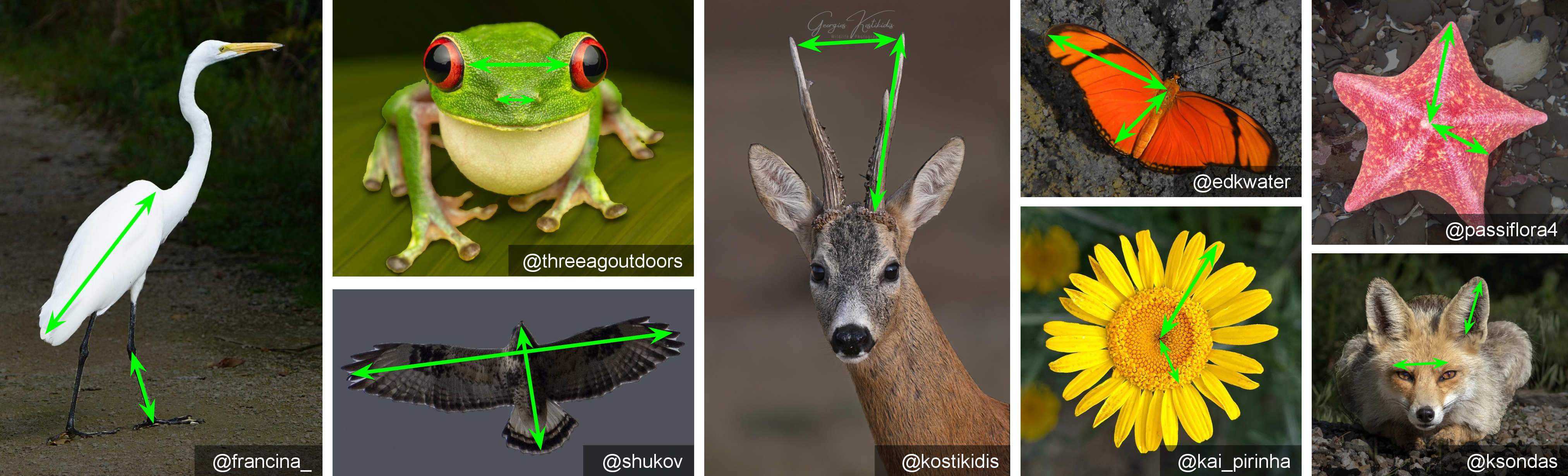 Figure 1: Estimating wildlife body proportions. Given a single annotated reference image and a set of specified body parts, WildProp estimates the population-level distribution of their length ratios from a large, uncurated image collection. We show exemplar species and body parts used in our experiments. All images are sourced from iNaturalist [1]; observer IDs are listed below each image.