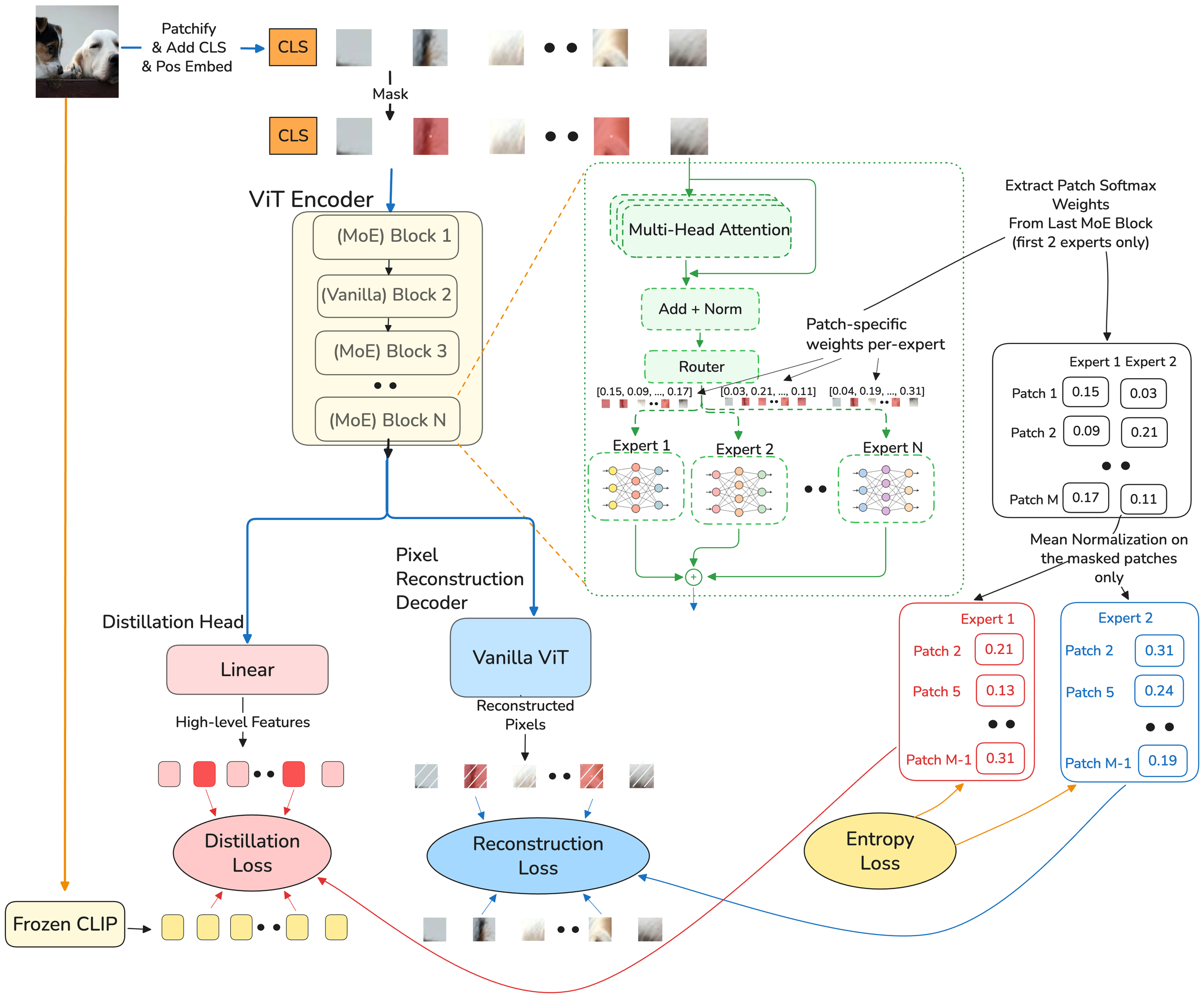 Figure 2: ExPLoRe Framework Overview. Soft Mixture of Experts (Soft-MoE) is integrated into the student encoder for patch-level adaptive loss weighting. The student encoder (ViT-Base with alternating MoE blocks at layers {1,3,5,7,9,11}) processes patches while a frozen CLIP teacher provides semantic targets. Soft-MoE dispatch weights \mathbf{D} serve as per-patch loss coefficients: each expert weights a different training objective. The two routing weight types play distinct roles: dispatch weights \mathbf{D} (normalized over patches per expert) form the loss-coupling pathway that carries loss gradients back to the router, whereas combine weights \mathbf{C} (normalized over experts per patch) only mix expert outputs in the forward pass. Loss-coupling, where loss gradients flow through \mathbf{D} to the router, is the key mechanism enabling learned specialization.