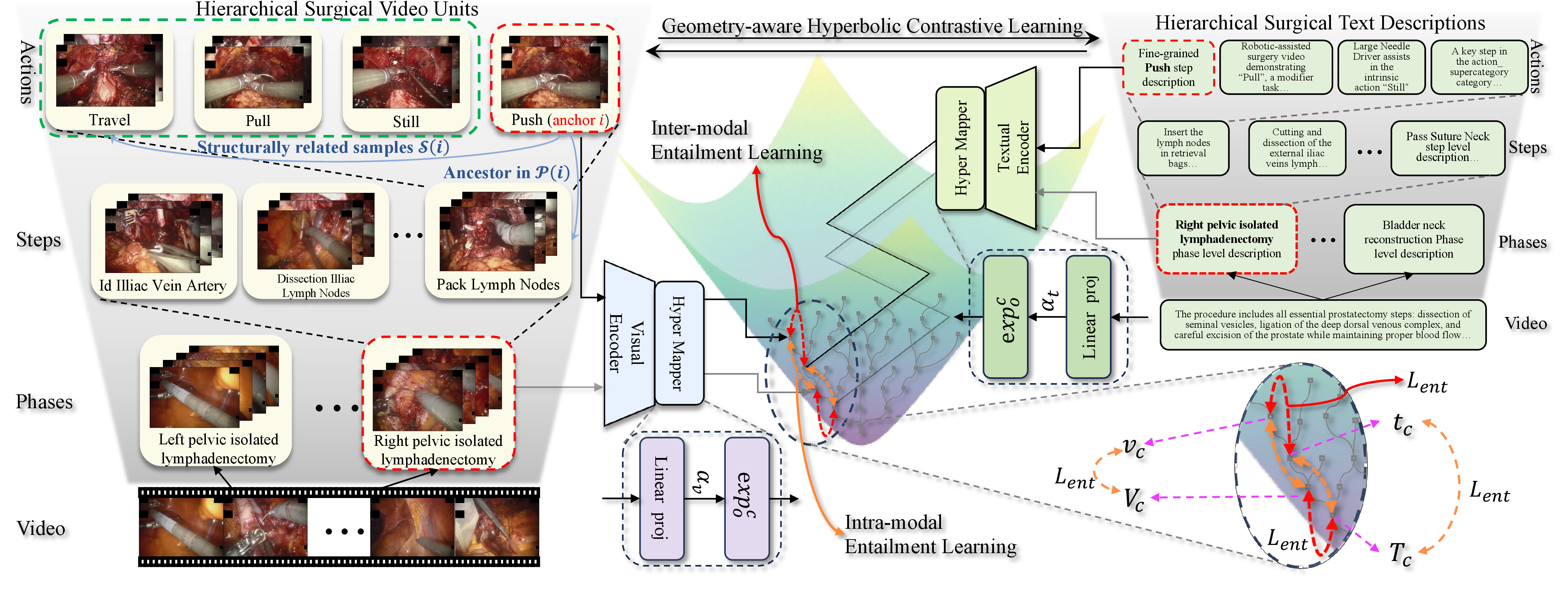 Figure 1: Overview of HyperVLP. Red dashed boxes denote hierarchical units (V,T,v,t), which are mapped to hyperbolic embeddings (V_c, T_c, v_c, t_c) shown on the right. Green boxes indicate structurally related samples \mathcal{S}(i) used in geometry-aware contrastive learning.