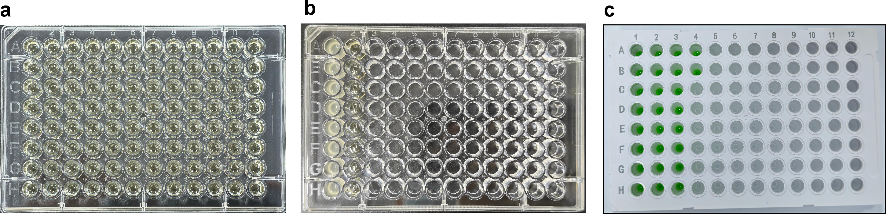 Figure 19: Plate results and controls for bacterial inoculation, serial dilution and colony PCR assays (Supplementary to Fig. 3). (a) Blank-control plate from the bacterial inoculation assay. Wells remained clear after incubation, indicating no visible contamination in the blank controls. (b) Representative plate image showing the source bacterial culture and diluent blank controls used in the bacterial serial-dilution assay. The source culture wells were visibly turbid, whereas the diluent blank control wells remained clear. (c) Representative dispensing result of the PCR mix in the colony PCR screening assay, showing the reaction setup in the multiwell plate before amplification.