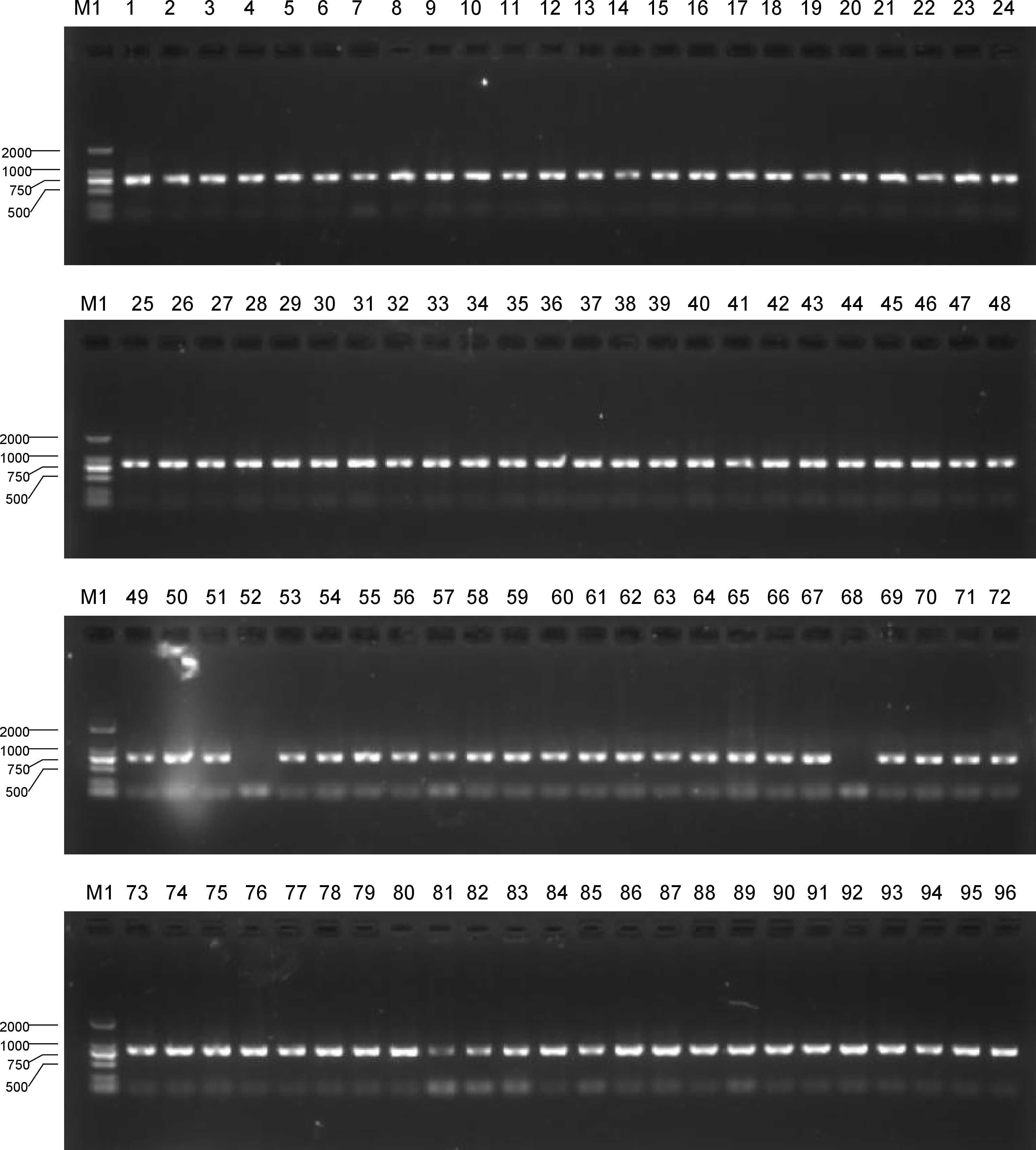 Figure 21: Colony PCR screening of PCA-derived clones after transformation (Supplementary to Fig. 6). Colony PCR screening of BL01–BL04 candidate clones after Gibson assembly and transformation. M1 denotes DL2000 DNA marker, and lanes 1–96 denote 96 candidate clones. Each target fragment was screened using three transformation replicate plates, with eight candidate clones picked from each plate. Lanes 1–24 correspond to BL01 candidates, lanes 25–48 to BL02 candidates, lanes 49–72 to BL03 candidates and lanes 73–96 to BL04 candidates. Clones with clear bands of the expected size were scored as colony-PCR positive; 93 of 96 candidate clones were positive.