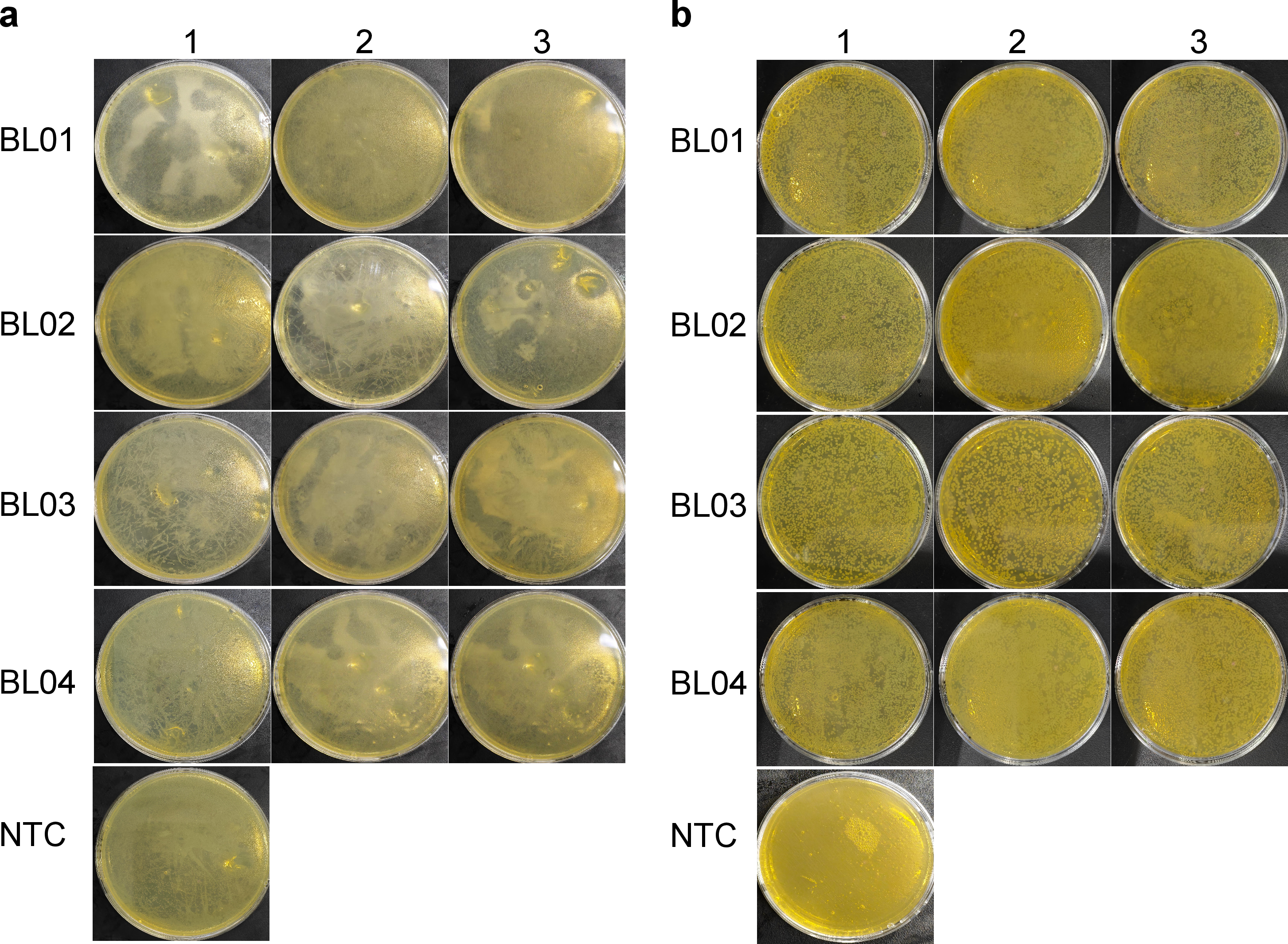 Figure 20: All transformation plate results before and after PCA protocol revision (Supplementary to Fig. 6). All transformation plate images for BL01–BL04 after Gibson assembly. (a) All plates from the first transformation round. (b) All plates from the second transformation round after ProtoPilot-guided failure diagnosis and protocol revision. Columns 1–3 denote three transformation replicate plates for each target fragment, and NTC denotes negative control. In the first transformation round, colonies appeared on the NTC plate and the BL01–BL04 sample plates generally showed extensive colony growth or lawn-like growth, making it difficult to pick clear single colonies. After protocol revision, the NTC plate showed no colony growth and the BL01–BL04 sample plates produced single colonies suitable for downstream screening.