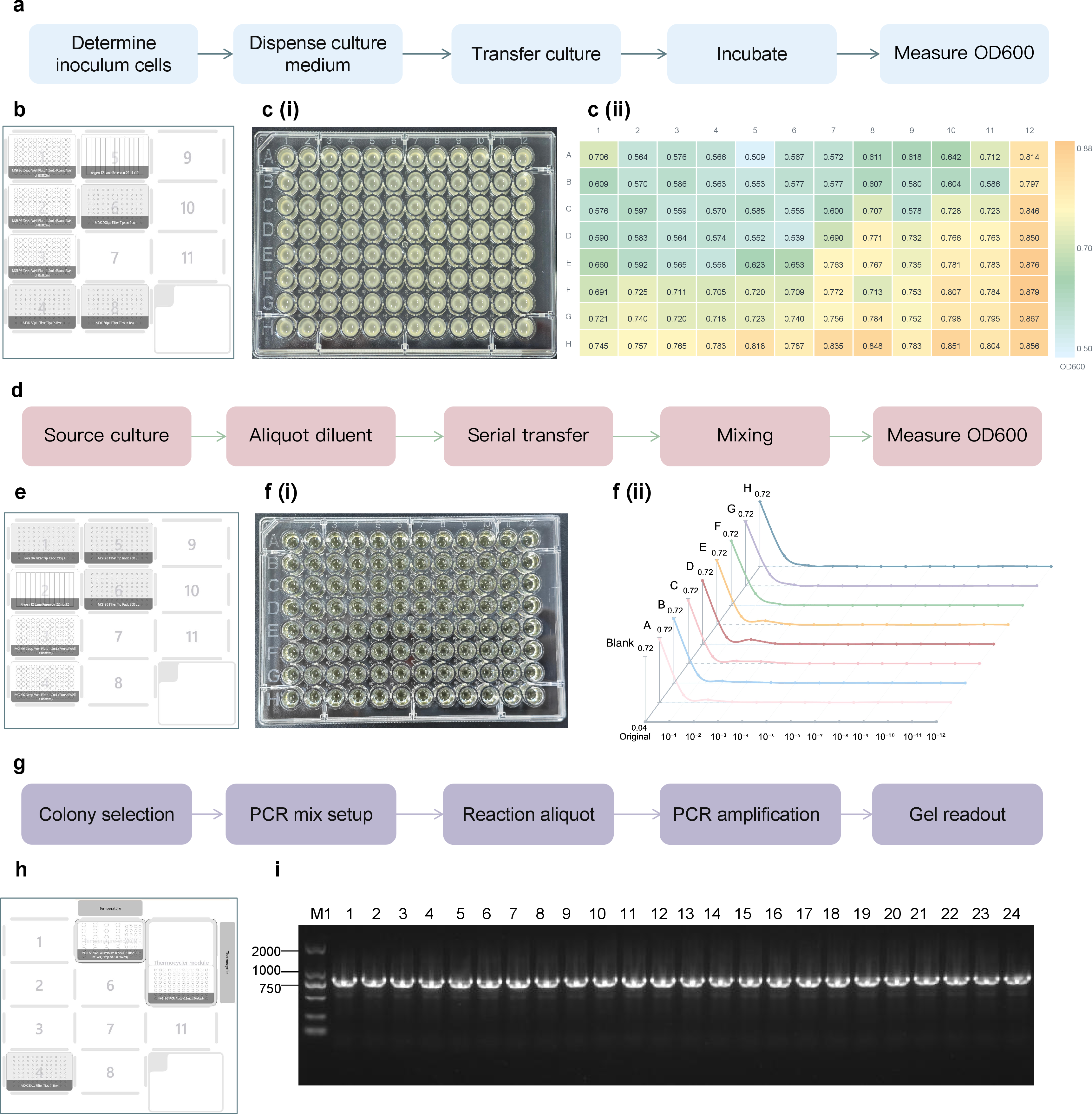 Figure 3: ProtoPilot automates three independent foundational wet-lab operations. (a) Workflow diagram for E. coli culture inoculation. (b) Automation deck layout for the E. coli culture inoculation experiment. (c) Results of 96-well E. coli inoculation, including a representative culture plate after incubation (i) and an OD600 heatmap of sample wells (ii); heatmap colors indicate OD600 absorbance levels across wells. (d) Workflow diagram for serial dilution of E. coli liquid culture. (e) Automation deck layout for the serial dilution experiment. (f) Serial dilution results, including a representative dilution plate (i) and OD600 profiles across dilution levels (ii); the curves show the decrease in absorbance across tenfold serial dilutions. (g) Workflow diagram for colony PCR screening. (h) Automation deck layout for colony PCR screening. (i) Agarose gel electrophoresis of colony PCR products from 24 tested clones; M1 denotes DL2000 DNA marker, lanes 1-24 denote tested clones, and the target band indicates amplification of the expected fragment.