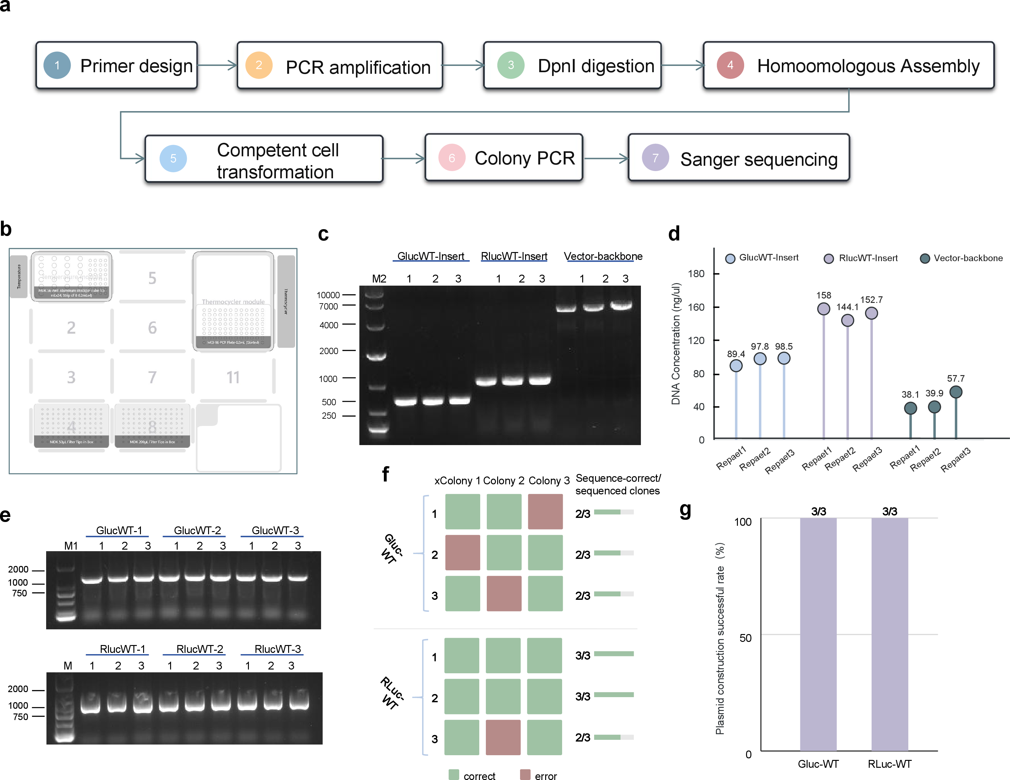 Figure 4: ProtoPilot supports construction of pET21b-GLuc-WT and pET21b-RLuc-WT plasmids. (a) Workflow diagram for wild-type luciferase plasmid construction. (b) Automation deck layout for the wild-type luciferase plasmid construction experiment. (c) Agarose gel electrophoresis of PCR products for the GLuc-WT insert, RLuc-WT insert and pET-21b(+) vector backbone; M2 denotes DL10000 DNA marker, and lanes 1-3 denote three independent replicates. (d) DNA concentrations of purified PCR products, showing recovered concentrations of the GLuc-WT insert, RLuc-WT insert and vector backbone across three independent replicates. (e) Colony PCR screening of candidate clones after transformation; M1 denotes DL2000 DNA marker, and three candidate clones were tested for each of three independent construction replicates per construct. (f) Sanger sequencing confirmation matrix for GLuc-WT and RLuc-WT candidate clones; green indicates sequence-confirmed correct clones, red indicates unconfirmed or erroneous clones, and the horizontal bars on the right indicate the number of sequence-correct clones in each replicate. (g) Final construction success rates for GLuc-WT and RLuc-WT plasmids, indicating whether at least one Sanger-confirmed correct plasmid clone was obtained for each target construct.