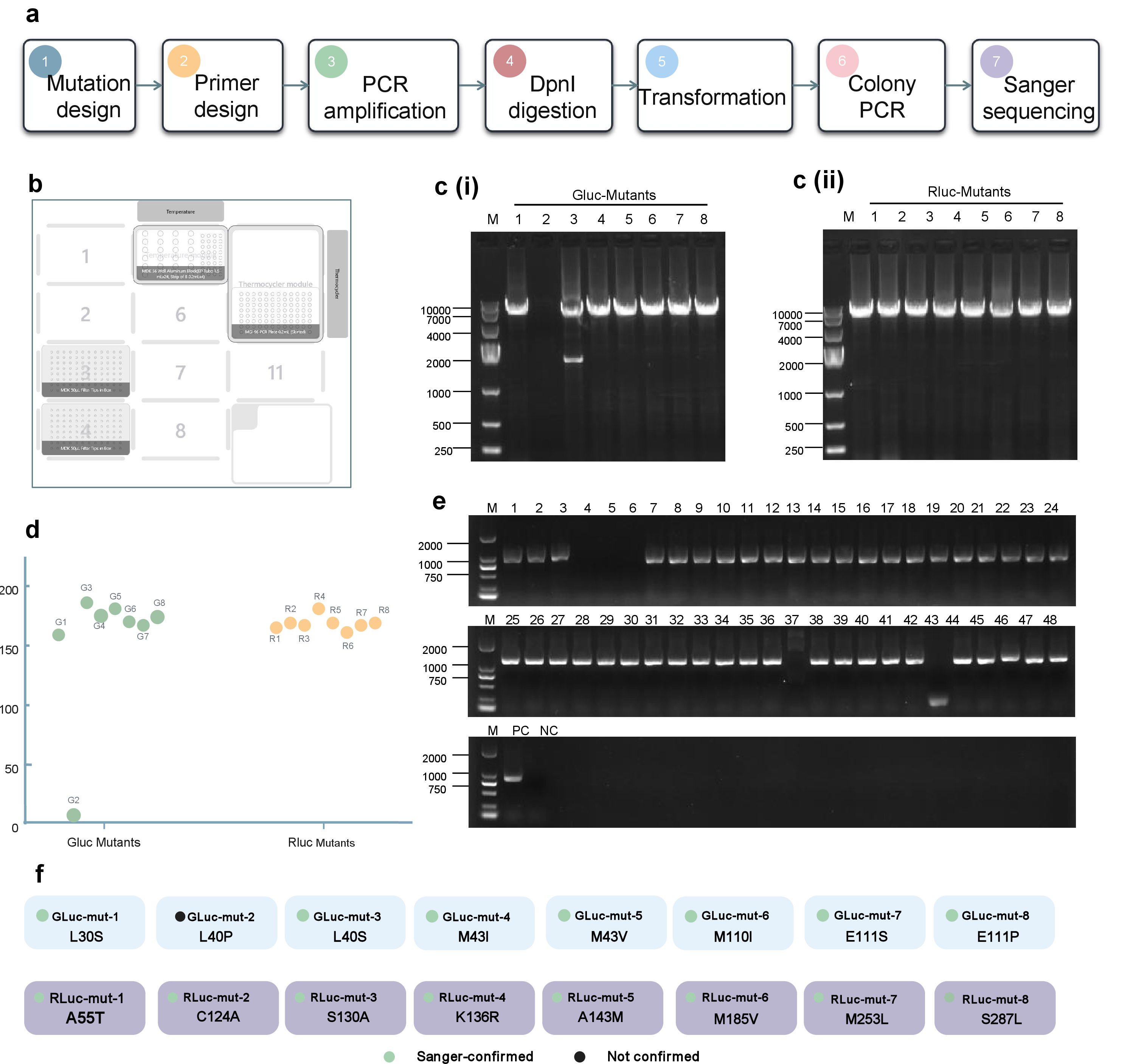Figure 5: ProtoPilot supports parallel construction of GLuc and RLuc point mutants. (a) Workflow diagram for whole-plasmid mutagenesis of GLuc and RLuc. (b) Automation deck layout for parallel multi-mutant construction. (c) Agarose gel electrophoresis of whole-plasmid PCR products for GLuc mutants (i) and RLuc mutants (ii); M2 denotes DL10000 DNA marker. Lanes 1–8 indicate the eight designed mutants in each series: GLuc lanes 1–8 correspond to L30S, L40P, L40S, M43I, M43V, M110I, E111S and E111P, respectively, and RLuc lanes 1–8 correspond to A55T, C124A, S130A, K136R, A143M, M185V, M253L and S287L, respectively. (d) DNA concentrations of whole-plasmid PCR products; green points indicate GLuc mutants, orange points indicate RLuc mutants, and low-yield points indicate failed or insufficient amplification. (e) Colony PCR screening of candidate clones after transformation; M1 denotes DL2000 DNA marker, PC denotes positive control, NC denotes negative control, lanes 1–24 denote GLuc candidate clones and lanes 25–48 denote RLuc candidate clones, with three candidate clones tested per mutant. GLuc lanes 1–3, 4–6, 7–9, 10–12, 13–15, 16–18, 19–21 and 22–24 correspond to L30S, L40P, L40S, M43I, M43V, M110I, E111S and E111P, respectively; RLuc lanes 25–27, 28–30, 31–33, 34–36, 37–39, 40–42, 43–45 and 46–48 correspond to A55T, C124A, S130A, K136R, A143M, M185V, M253L and S287L, respectively. (f) Sanger sequencing summary of designed GLuc and RLuc mutants; the central circles indicate the number of confirmed mutants in each series, green markers indicate Sanger-confirmed constructs, and the black marker indicates an unconfirmed construct.