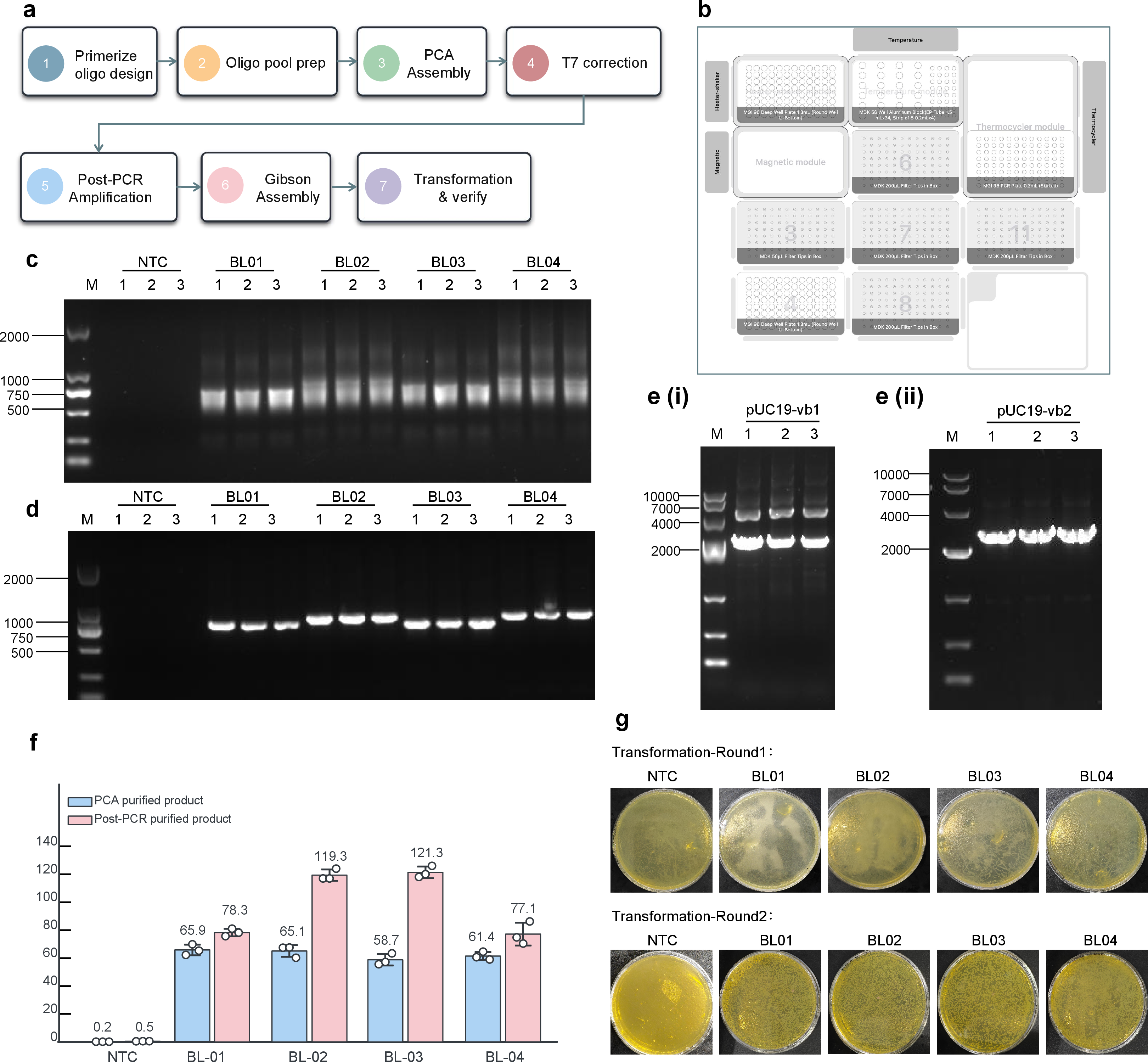 Figure 6: ProtoPilot supports parallel construction of GLuc and RLuc point mutants. (a) ProtoPilot supports PCA-based DNA assembly and iterative protocol refinement through feedback. (b) Automation deck layout for the PCA DNA assembly experiment. (c) Agarose gel electrophoresis of PCA assembly products for target fragments BL01-BL04; M1 denotes DL2000 DNA marker, NTC denotes no-template control, and lanes 1-3 denote three independent replicates for each fragment. (d) Agarose gel electrophoresis of post-PCR products after T7 Endonuclease I correction; M1 denotes DL2000 DNA marker, NTC denotes no-template control, and lanes 1-3 denote three independent replicates for each fragment. (e) Optimization of pUC19 vector-backbone PCR linearization; M2 denotes DL10000 DNA marker, and lanes 1-3 denote three independent replicates. The first preparation, pUC19-vb1, showed a prominent nonspecific amplification band in addition to the target band (i), whereas primer redesign yielded pUC19-vb2 with a clear single target band (ii). (f) DNA concentrations of purified PCA and post-PCR products; blue bars indicate purified PCA products, pink bars indicate purified post-PCR products, points indicate independent replicates, and values above bars indicate mean concentrations. (g) Plate images before and after revision of the transformation protocol; NTC denotes negative control, and BL01-BL04 denote assembly products for the four target fragments. In the first transformation round, both NTC and sample plates showed abnormal growth; after protocol revision, the NTC plate showed no colony growth and the BL01-BL04 plates produced single colonies suitable for downstream screening.