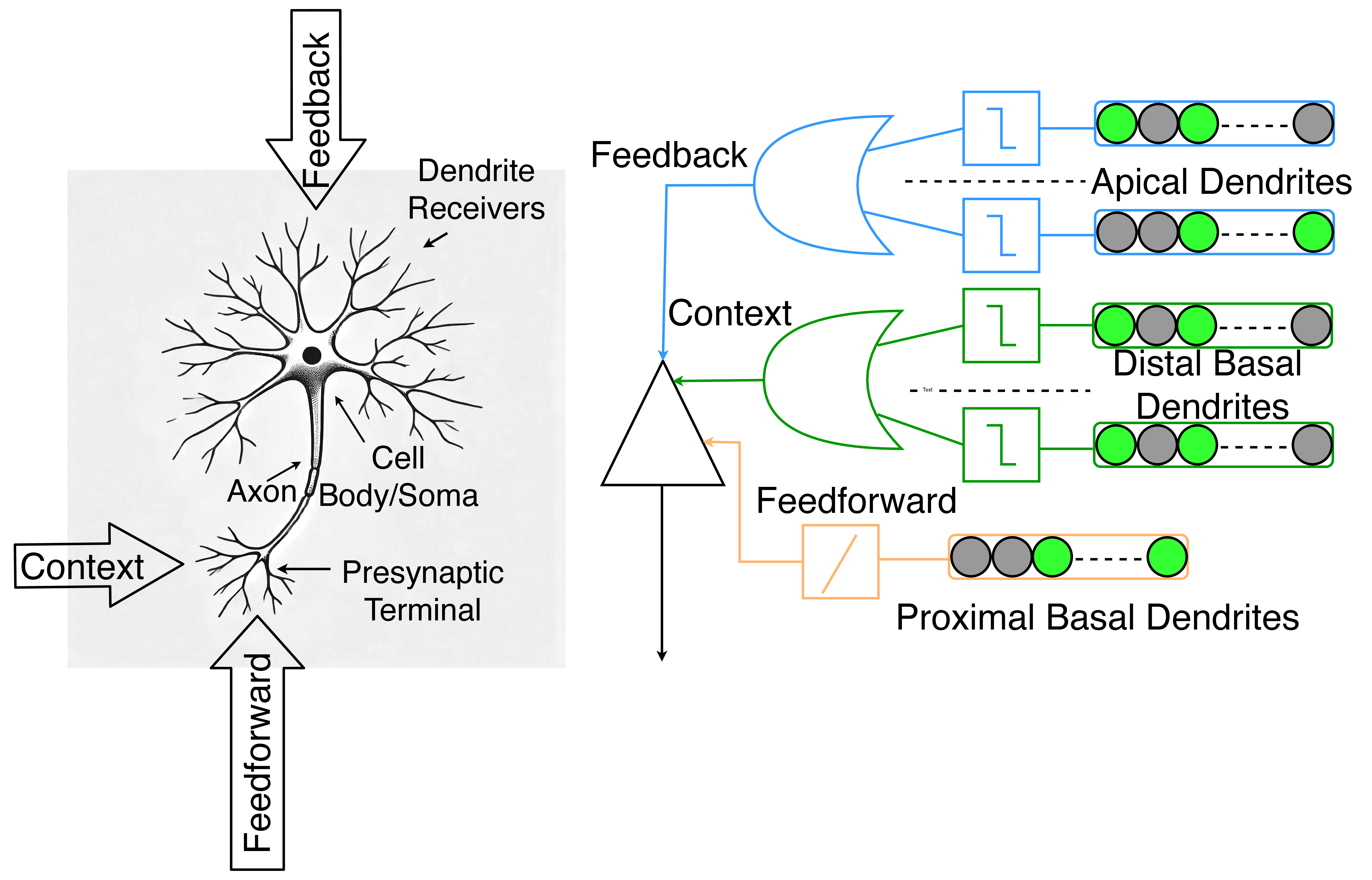 Figure 1: Comparison of biological and HTM neurons, highlighting feedback, feedforward, and contextual connections in both systems.