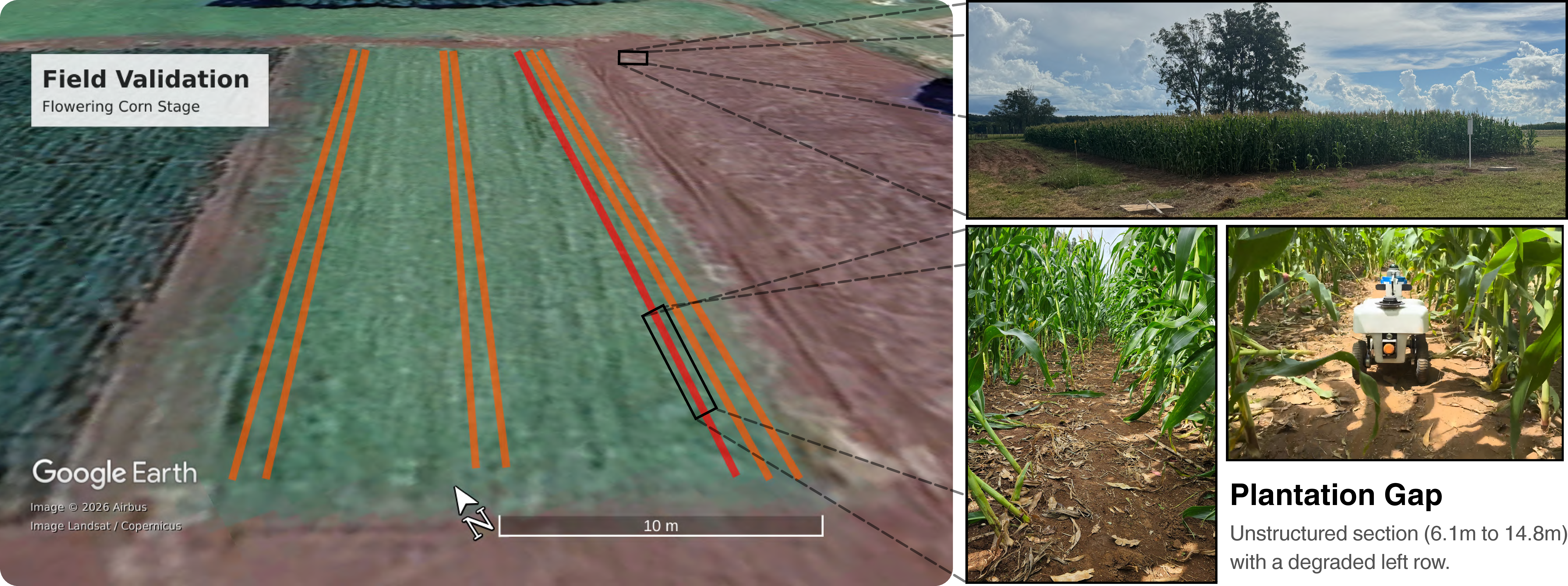 Figure 5: Field Validation Environments. Top-down aerial view of the experimental corn plantation during the Flowering Stage (Source: Google Earth, Airbus, Landsat/Copernicus). The figure highlights the three distinct testing environments evaluated in Tables 2 and 3: Left Border, Center, and Right Border rows. Specific focus is drawn to the Plantation Gap, an unstructured section spanning from 6.1 m to 14.8 m (an 8.7 m discontinuity) with a degraded left row. Gap-traversal experiments span both Flowering and Harvested stages within the same plantation morphology, and Harvested rows additionally serve as a generalization probe for LeCropFollow.
