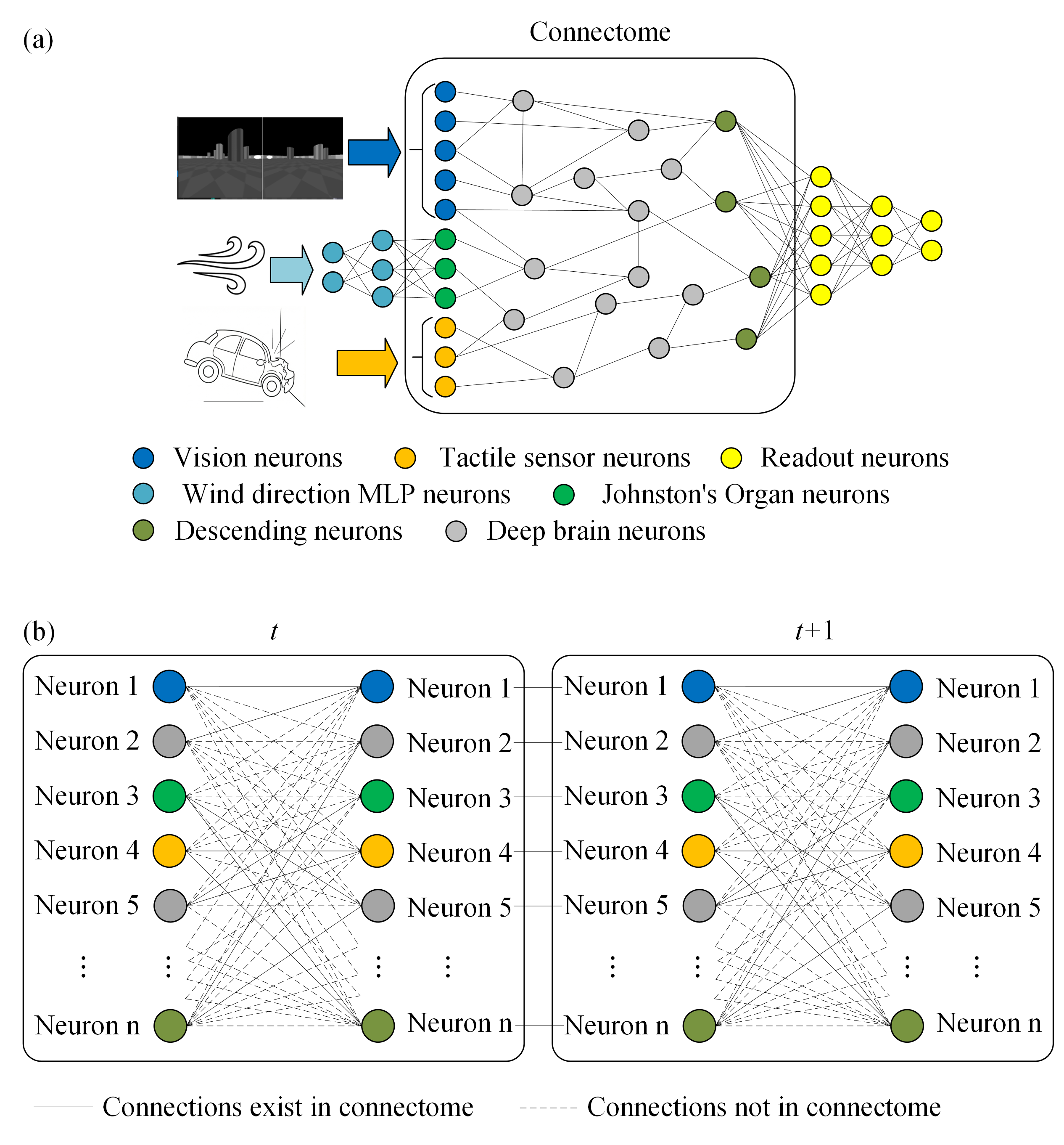 Figure 2: Structure of the FLYNN. (a) Diagram showing the connectome network and its inputs and outputs. (b) Diagram showing the RNN built from the connectome. Sensor input, bias, and activation function were not included for simplicity.