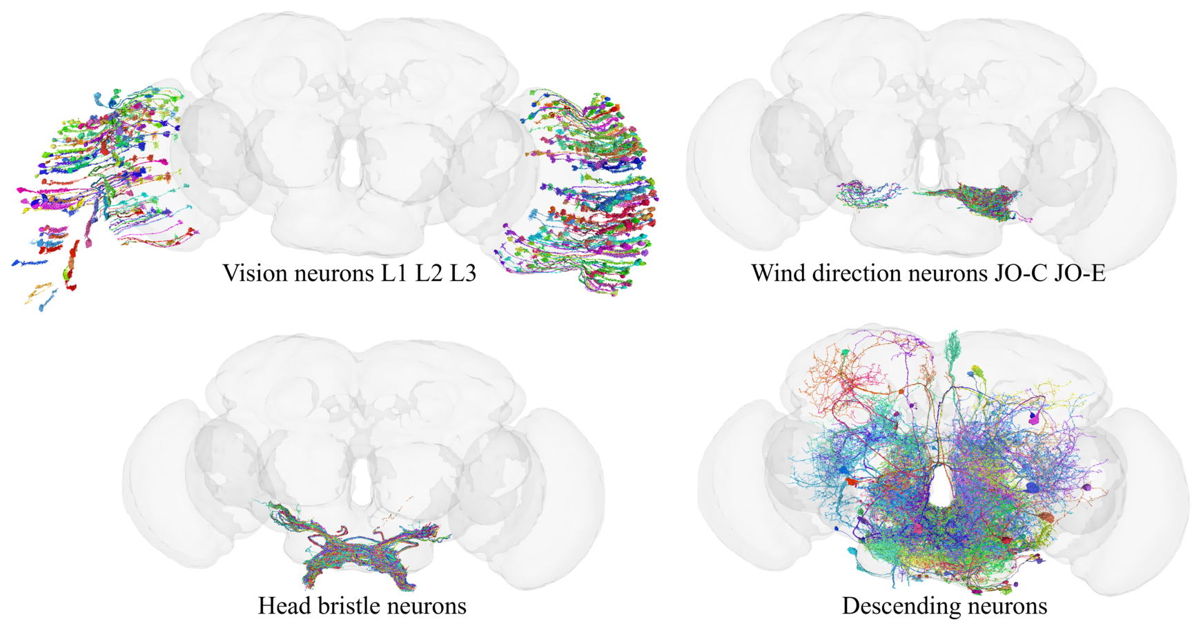 Figure 1: Subsets of sensory neurons and descending neurons used in this work in the FAFB v783 connectome dataset. Credit: FlyWire.ai.