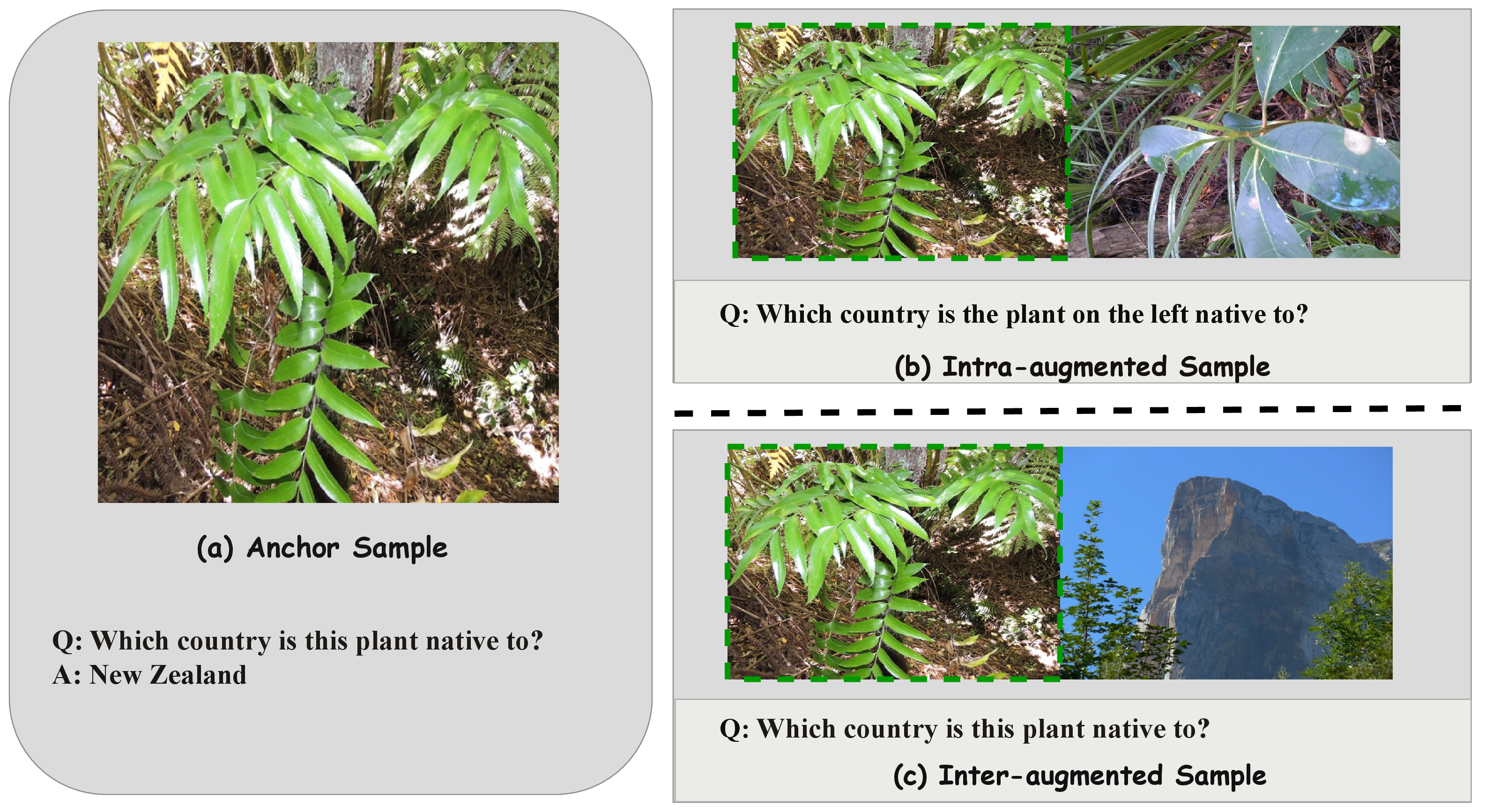 Figure 13: Qualitative example of human evaluation on augmented examples on Asplenium oblongifolium. For intra-augmented, the distractor is an image of Coprosma lucida. Since the location ‘On the left’ is provided, the question is still clear. However, for inter-augmented, there are trees for the distractor image of Mont Aiguille. Therefore, without further instructions, it will be hard to decide the target entity.