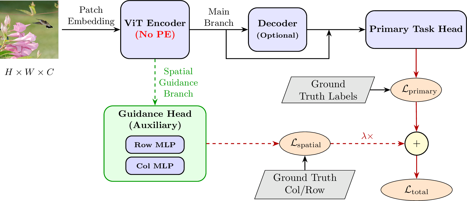 Figure 2: Overview of Active Spatial Guidance. The ViT encoder is trained with positional injection omitted (No-PE). During training, an auxiliary guidance head attached to the final-layer patch tokens regresses normalized 2D patch-grid coordinates and provides additional spatial supervision, which is combined with the primary task loss via a scalar weight \lambda. The auxiliary branch is discarded after training; inference uses only the PE-free encoder and the primary task head (and an optional decoder for dense prediction).