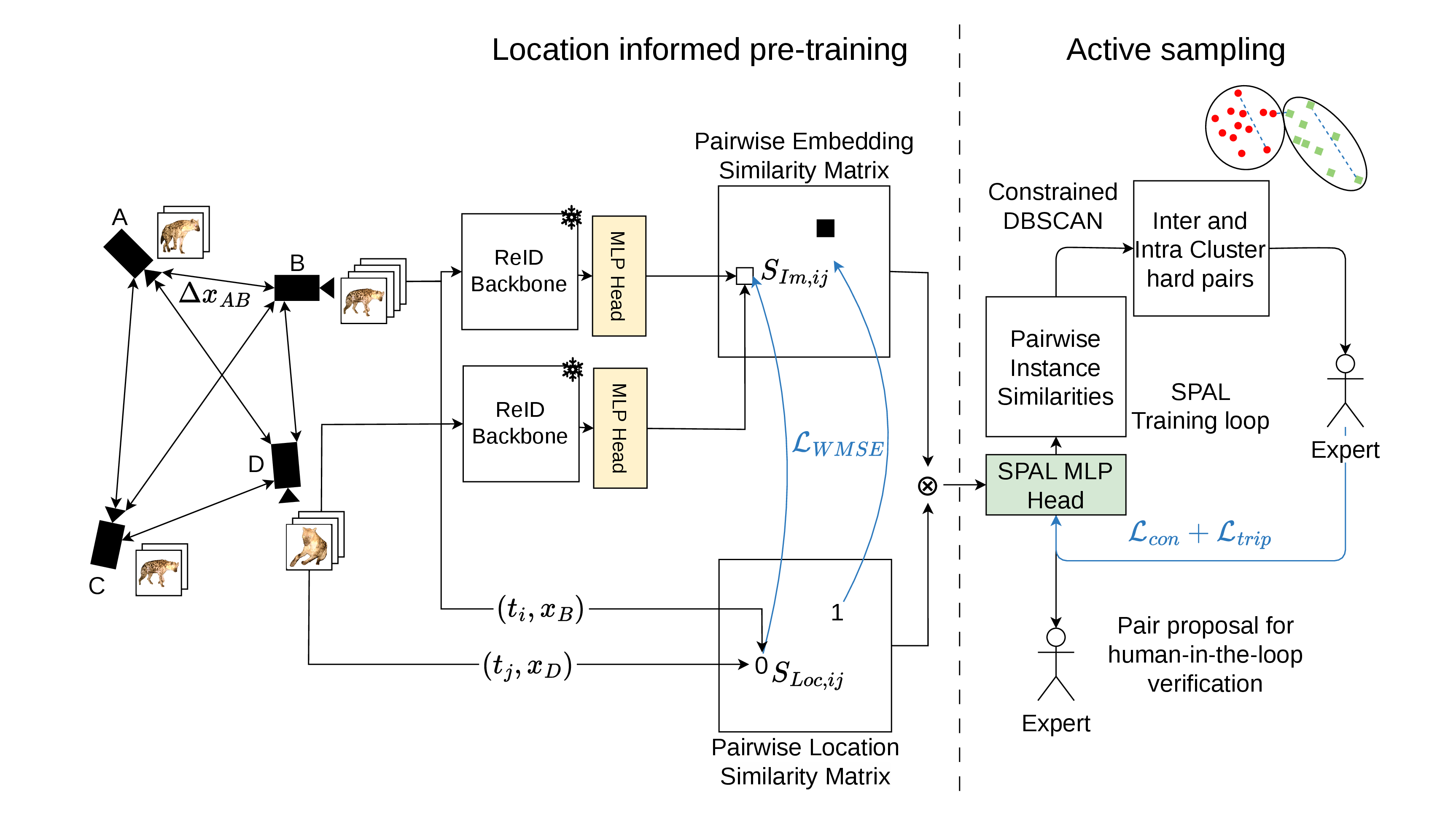 Figure 1: Overview of the proposed Spotted framework. Camera-trap images are encoded using a frozen ReID backbone and refined via a network head trained on location-derived pseudo-labels. The adapted visual similarities are fused with spatio-temporal feasibility scores and used within an active sampling loop for efficient human-in-the-loop labeling.