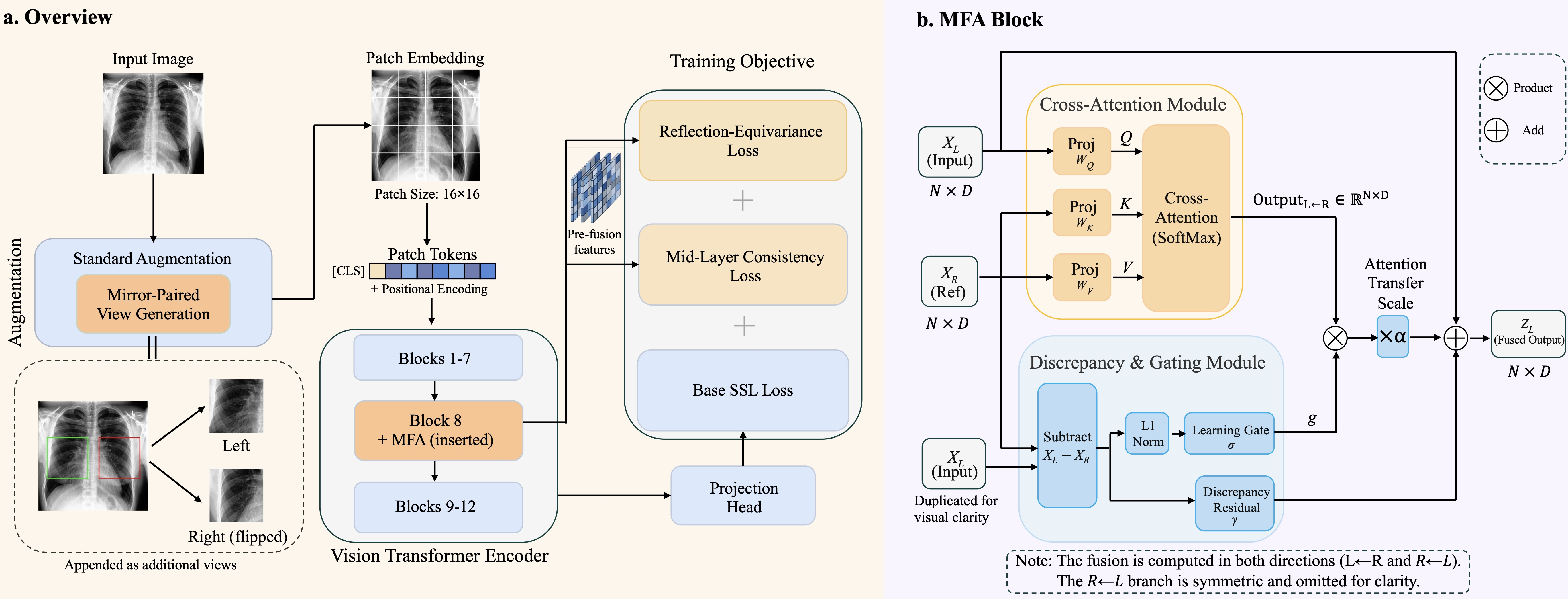 Figure 1: MFASSL Architecture. (a) Pretraining Pipeline: standard augmented views provide the base SSL supervision, while mirror-paired crops are routed through MFA during pretraining. Their pre-fusion tokens yield symmetry-aware losses (\mathcal{L}_{\text{eq}}, \mathcal{L}_{\text{mid}}) at layer 8, and their post-fusion representations are fed to the same base SSL objective. (b) Mirror-Fusion Attention (MFA): performs token-level fusion with a learnable gate and discrepancy residual, selectively preserving asymmetric structures. During training, the gated cross-view attention branch is gradually activated by a gate ramp, while the discrepancy residual is initialized conservatively through \gamma so that its effect remains small early in training.