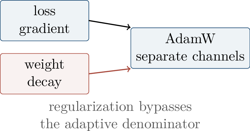 Figure 64: AdamW treats the adaptive loss-gradient path and the weight-decay path as distinct operations.