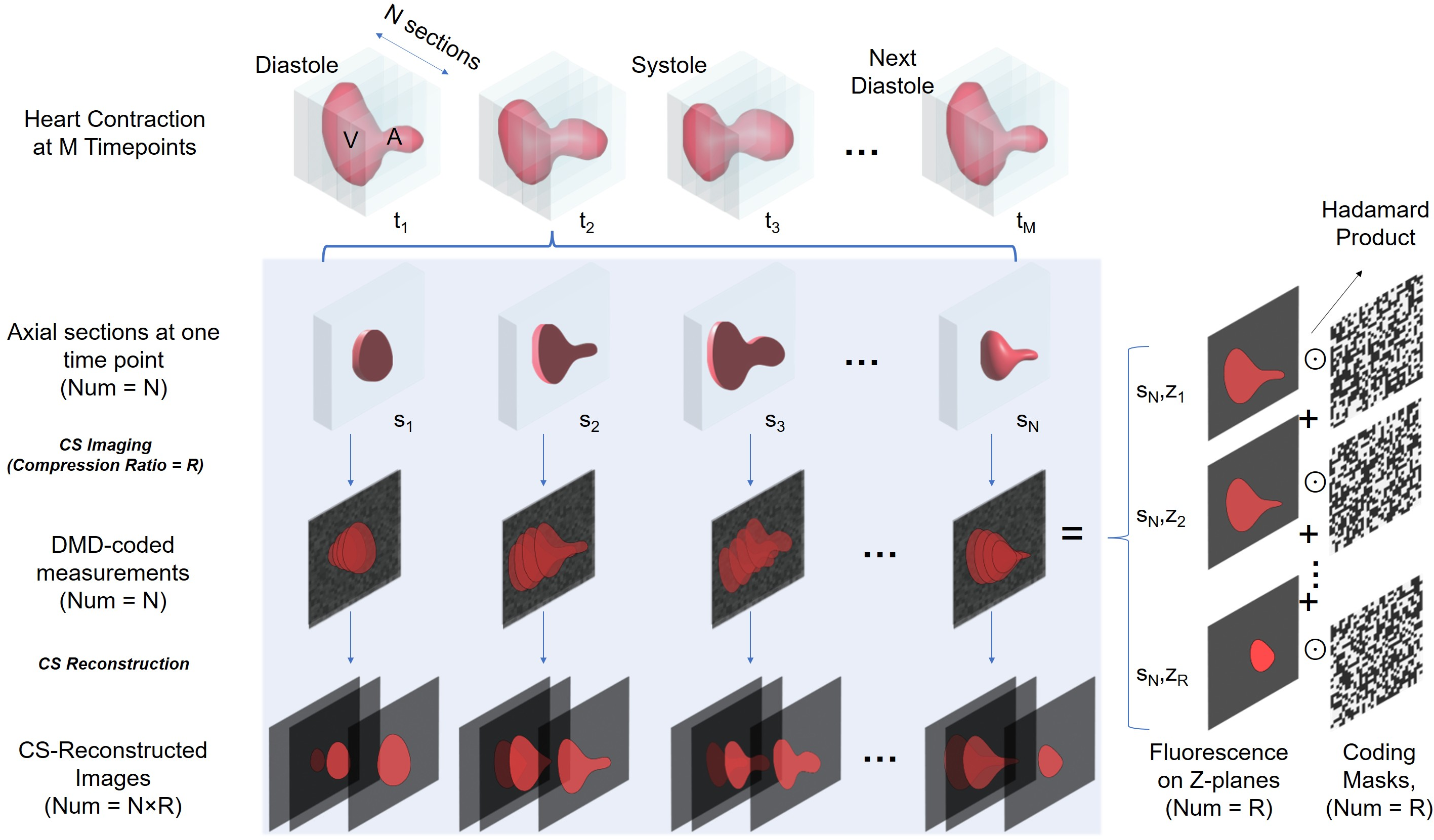 Figure 1: Illustration of the CS-LSM image formation and reconstruction process. Cardiac contraction is observed over M time points during one heartbeat. At one fixed time point, the 3D volume is sampled through N compressed camera shots. In each shot, fluorescence signals from R axial planes are encoded by distinct binary masks and summed into a single DMD-coded measurement. From the resulting N compressed measurements, the CS reconstruction recovers N\times R axial slices.