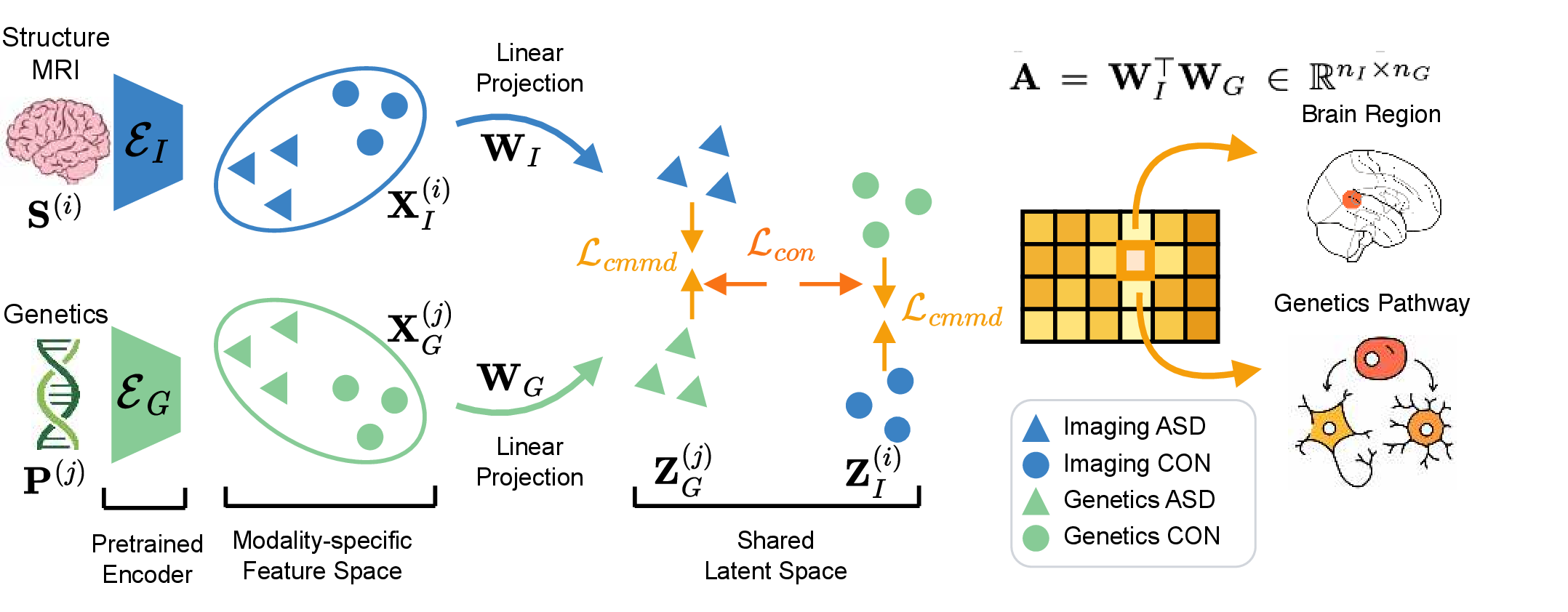 Figure 1: Overview CALM. Given unpaired MRI and genetics data, pretrained encoders (\mathcal{E}_I, \mathcal{E}_G) output item-specific representations that are projected into a shared latent space via the learned linear maps \mathbf{W}_I and \mathbf{W}_G. The loss function simultaneously matches the within-class distributions across modalities, while separating diagnostic groups. The cross-modal association matrix \mathbf{A} = \mathbf{W}_I^\top \mathbf{W}_G quantifies the association between each brain region and genetic pathway.