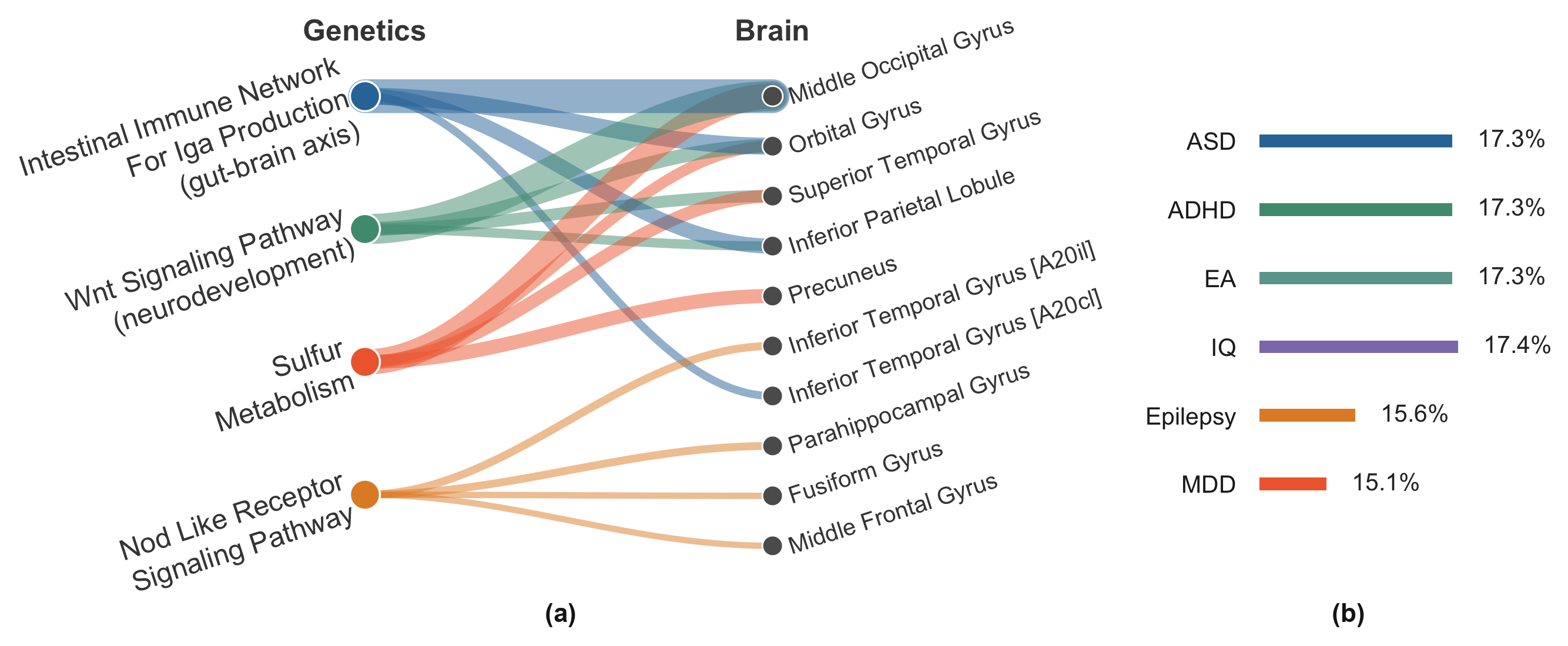Figure 3: (a) Bipartite graph showing the top pathway-ROI associations; edge thickness encodes association strength. (b) Gradient-based attribution of each GWAS disorder channel to the shared latent space, normalized to sum to 100%.