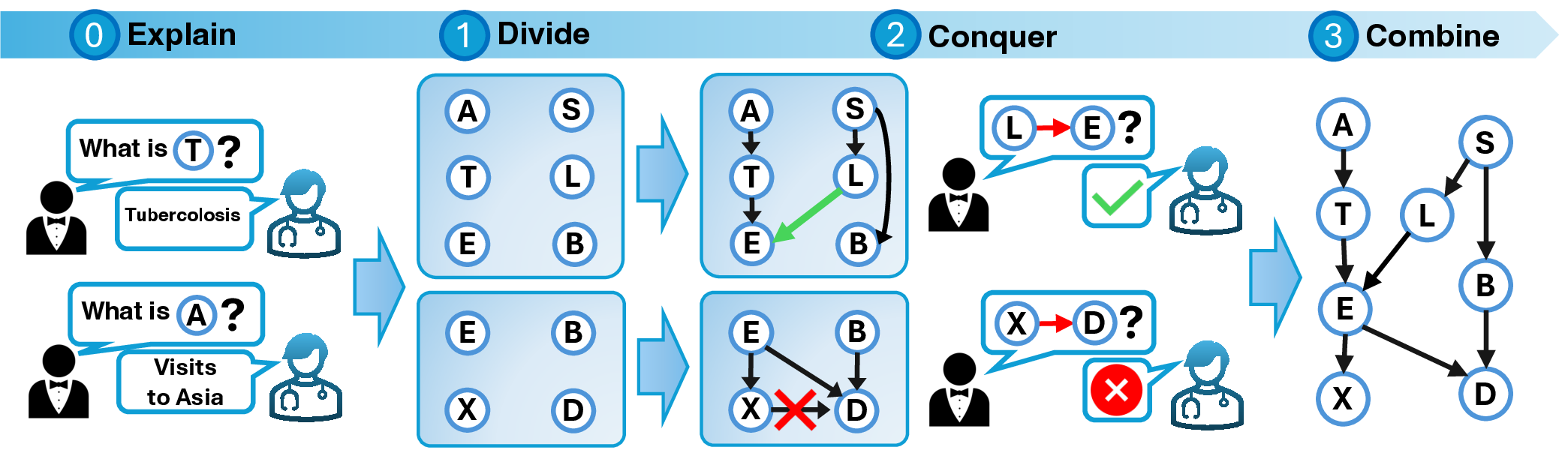 Figure 3: Illustration for CaST on the ASIA dataset [49]. First, the Divide phase partitions the variable set \boldsymbol{V} in \boldsymbol{P}_1=\{A, T, E, L, S, B\} and \boldsymbol{P}_2=\{E, X, D, B\}. Next, during the Conquer phase, a local causal graph is estimated. Further, agents query the human to check whether L\rightarrow E, and if X \rightarrow D. After confirming the first and denying the latter, a causal discovery algorithm finalizes a local causal graph {\mathcal{G}}_1 for \boldsymbol{P}_1 and {\mathcal{G}}_2 for \boldsymbol{P}_2. Next, the Combine phase merges {\mathcal{G}}_1 and {\mathcal{G}}_2 into the global graph {\mathcal{G}}.