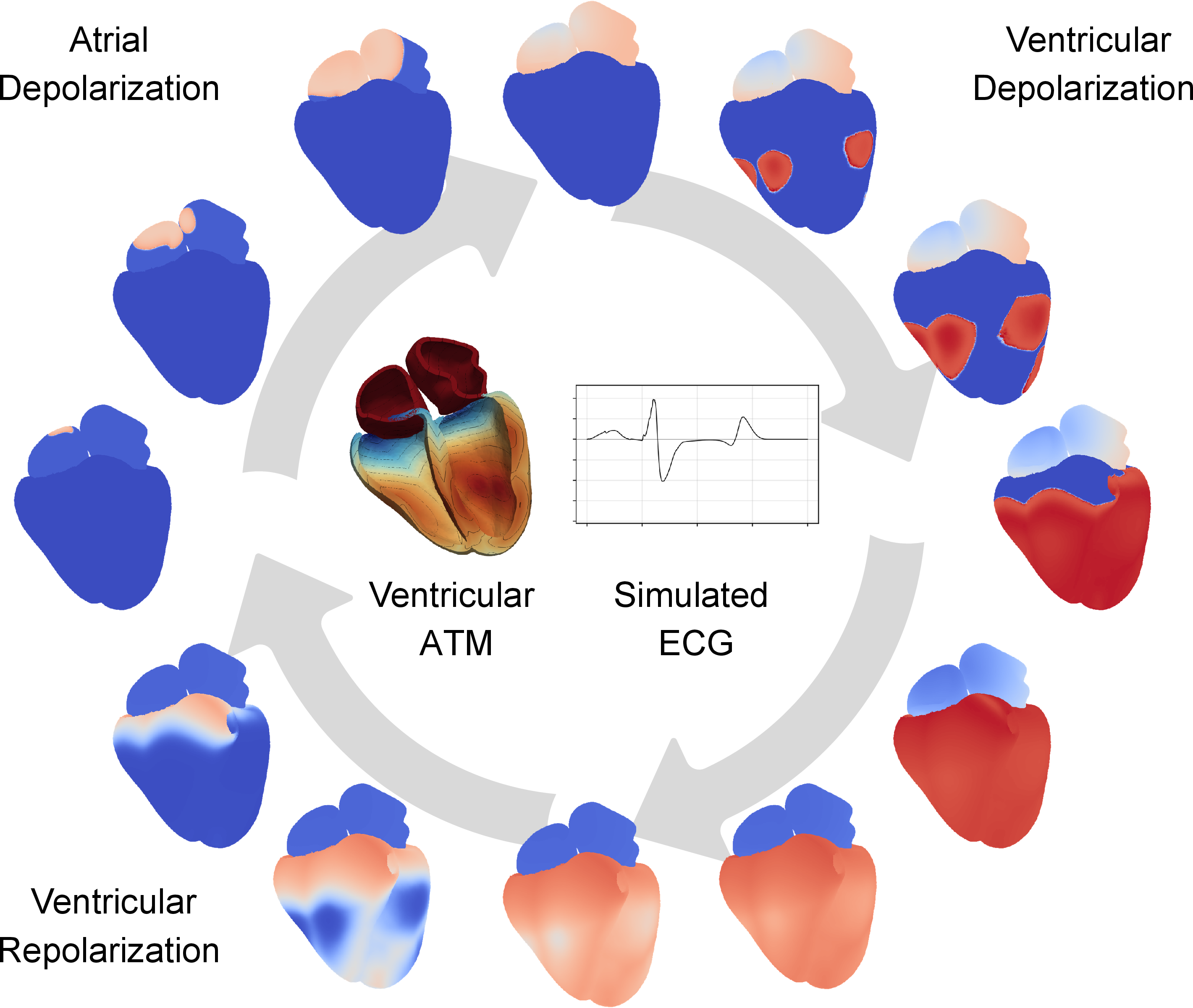 Figure 7: Whole-heart electrophysiological simulation over one cardiac cycle. The outer sequence shows transmembrane-potential propagation during atrial depolarization, ventricular depolarization, and ventricular repolarization. The center shows the ventricular activation-time map (ATM) and the simulated ECG.