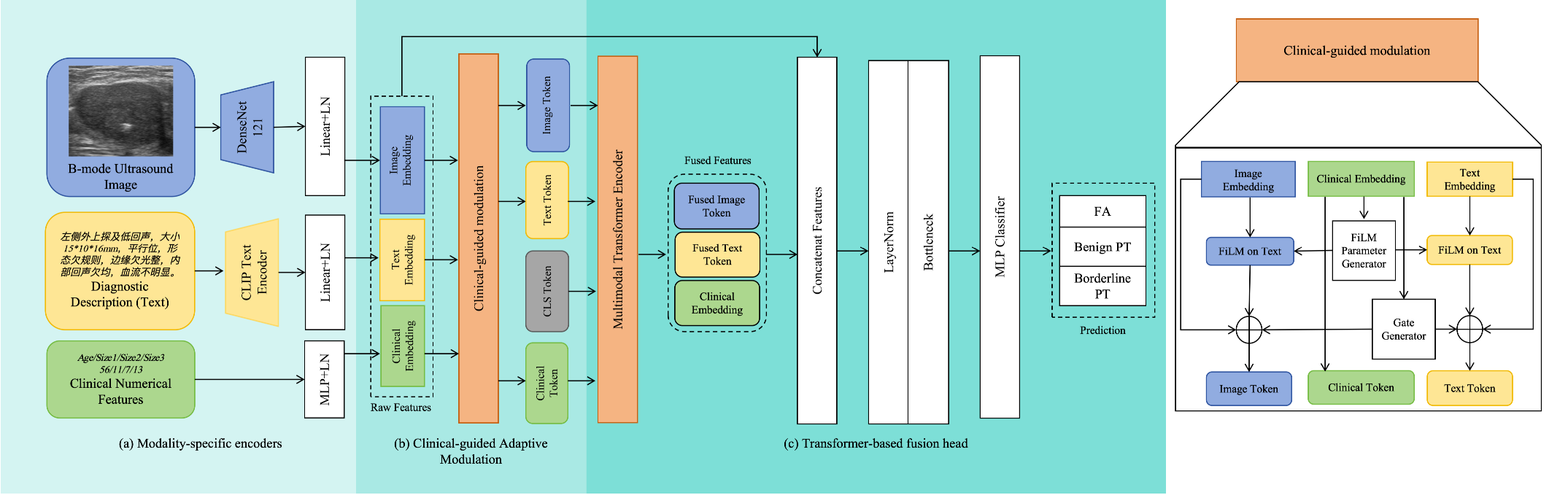 Figure 2: Overview of the proposed method. (a) Modality-specific encoders extract image, text, and clinical embeddings. (b) The Clinical-guided Adaptive Modulation module generates FiLM parameters and adaptive gates from the clinical embedding to modulate the image and text features. (c) A Transformer-based fusion head jointly models modality tokens and combines raw and fused features for final classification.