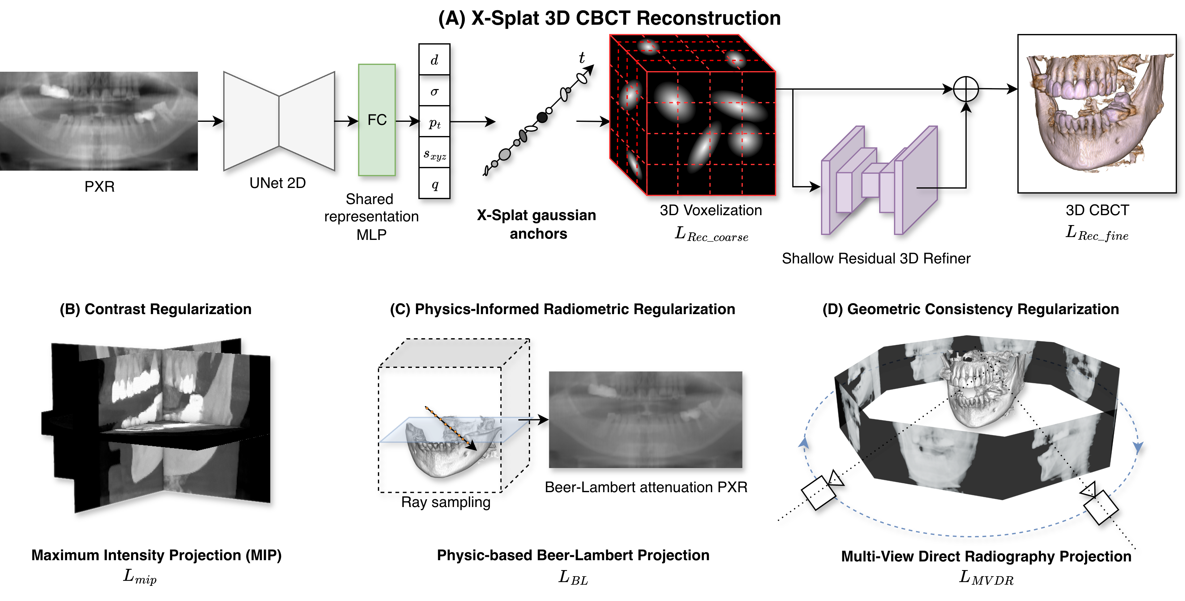 Figure 2: Method overview and regularization scheme. (A) A single panoramic X-ray (PXR) is processed by a 2D U-Net encoder and shared MLP to predict a set of 3D Gaussians, which are voxelized into a coarse CBCT volume. A residual 3D U-Net refiner then produces the final volume. Both the coarse and refined volumes are supervised with three regularizations: (B) Contrast Regularization (MIP-based), (C) Radiometric Regularization (Beer-Lambert law), and (D) Geometric Regularization (multi-view ray consistency). The refined volume is additionally supervised via perceptual loss on its 2D projections.