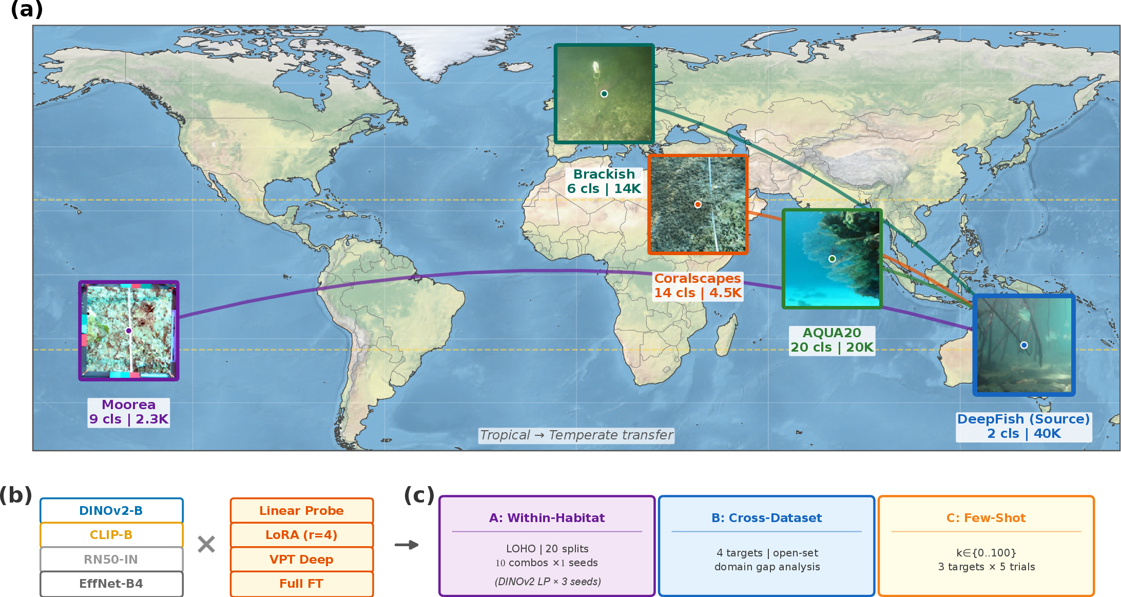 Figure 1: Experimental framework for cross-habitat marine recognition. (a) Geographic distribution of five marine datasets spanning tropical reefs (DeepFish, AQUA20, Moorea, Coralscapes) to temperate fjords (Brackish), shown on a satellite map with transfer arrows from the DeepFish source to four target domains. The tropical-to-temperate gradient defines an increasing domain gap. (b) Four backbone models are crossed with four adaptation strategies to yield ten model–adaptation combinations. (c) Three evaluation protocols test within-habitat generalisation (Protocol A), cross-dataset geographic transfer (Protocol B), and few-shot adaptation efficiency (Protocol C).