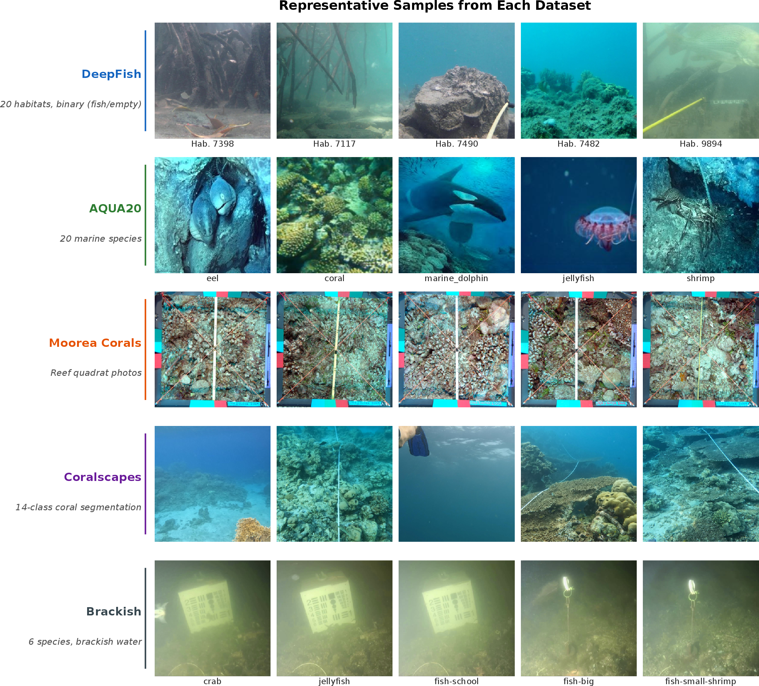 Figure 2: Representative images from each dataset. Each row shows five randomly sampled images from different habitats or classes within a single dataset. The visual domain gap between datasets (differences in water colour, turbidity, lighting, and substrate) is the core challenge this work addresses.