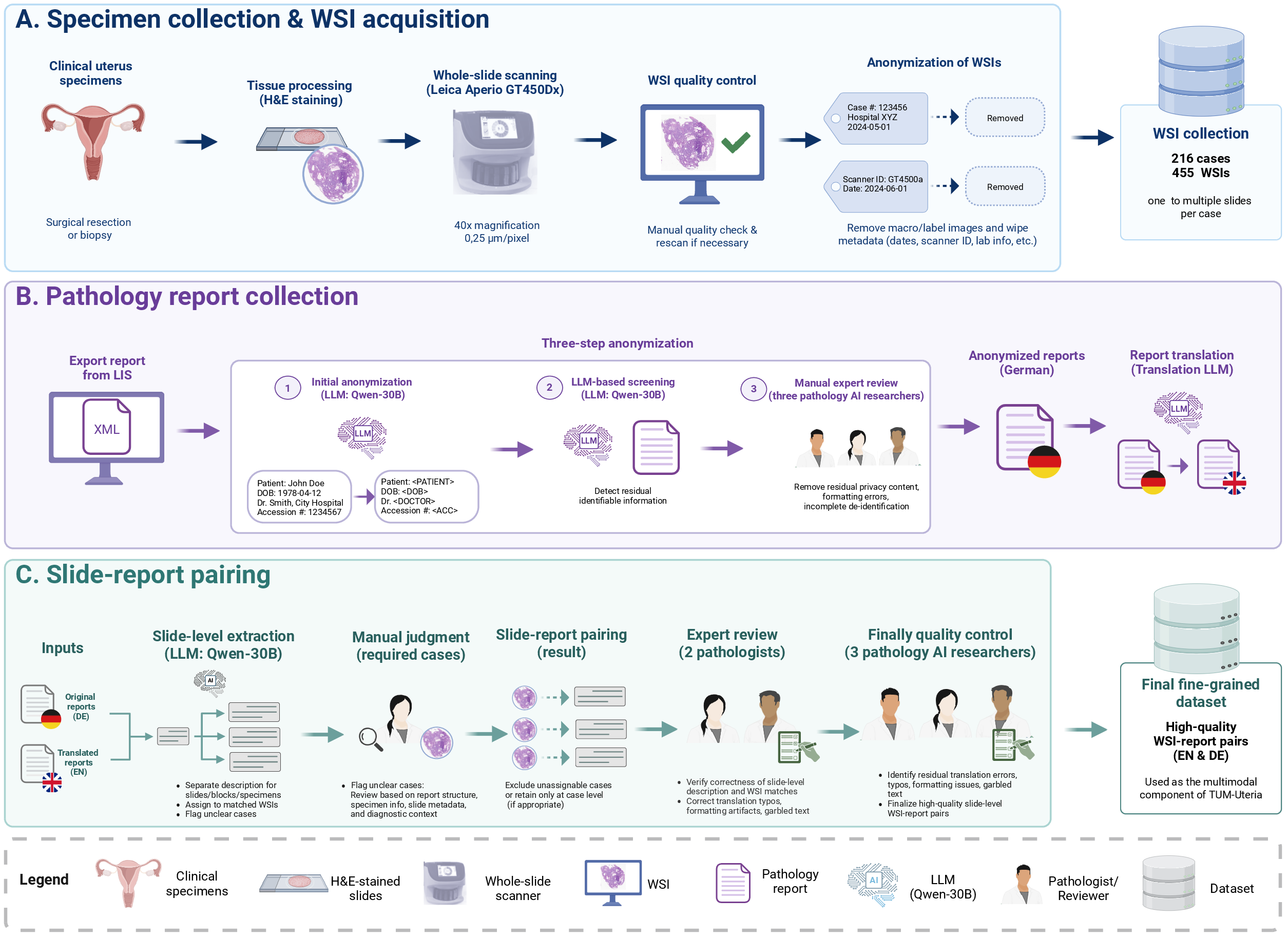 Figure 1: Construction workflow of the TUM-Uteria dataset. The workflow consists of three main parts: (A) specimen collection and whole-slide image acquisition, including tissue processing, H&E staining, slide digitization, image quality control, and WSI anonymization; (B) pathology report collection and processing, including XML report export, LLM-based report anonymization, manual privacy review, and German-to-English translation; and (C) slide–report pairing and quality control, including LLM-assisted slide-level report extraction, manual review of ambiguous WSI–report correspondences, expert validation, and final quality-control assessment to generate the released multimodal WSI–report pairs.