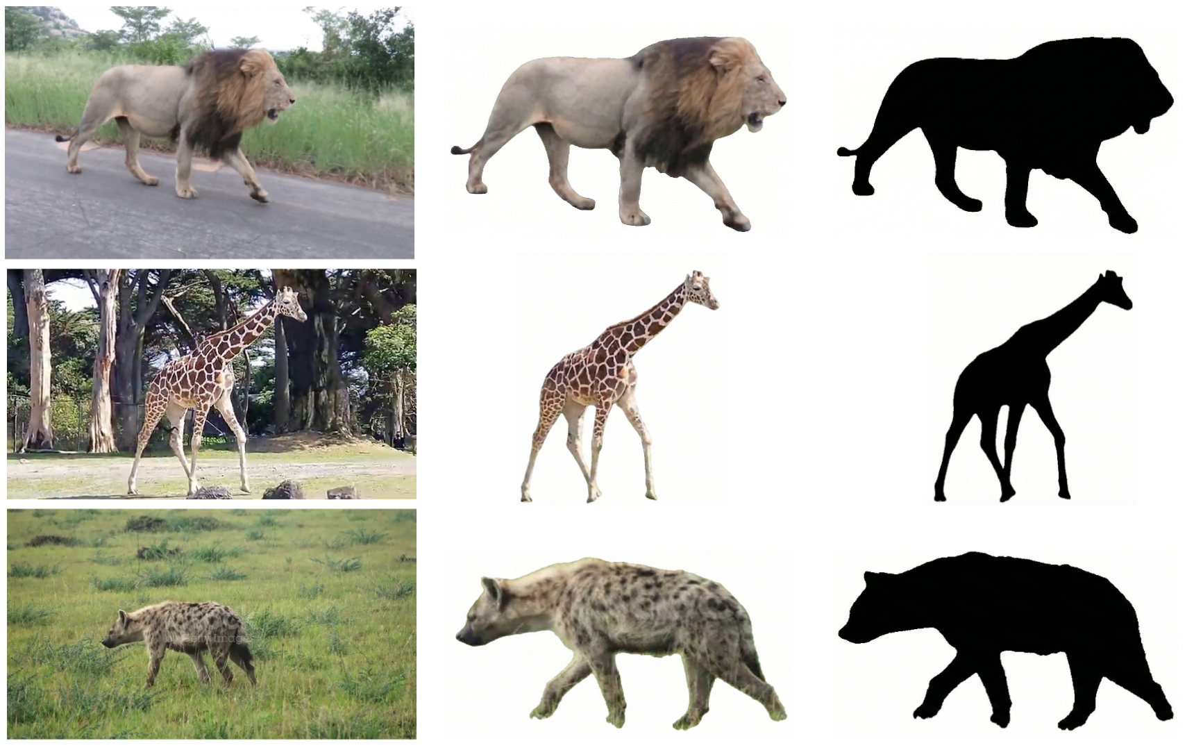 Figure 2: Masks generation using SAM3 from random frames of Lion, Giraffe, and Hyena videos. First column represent the original frame, second column is the RGB masks of animal and the third column represents the binary mask.