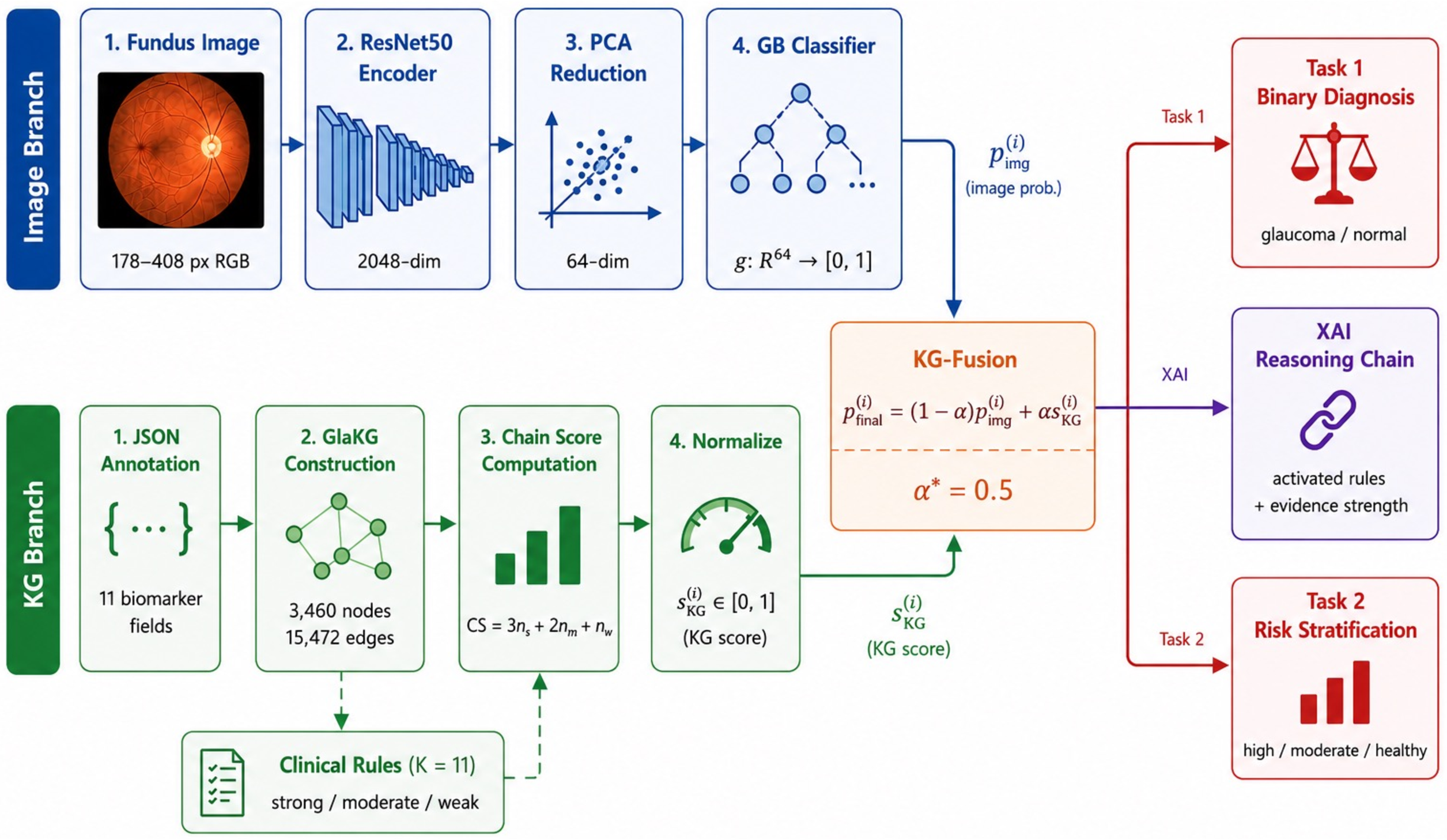 Figure 1: End-to-end GlaKG framework. The image branch (top) extracts ResNet50 embeddings reduced via PCA and trains a Gradient Boosting classifier to produce p_{\text{img}}^{(i)}. The KG branch (bottom) parses JSON annotations into a heterogeneous graph governed by 11 clinical rules, computing a normalized reasoning chain score s_{\text{KG}}^{(i)}. The two scores are fused via a tunable weight \alpha^*{=}0.5 to produce final predictions for binary classification, risk stratification, and interpretable reasoning chains.