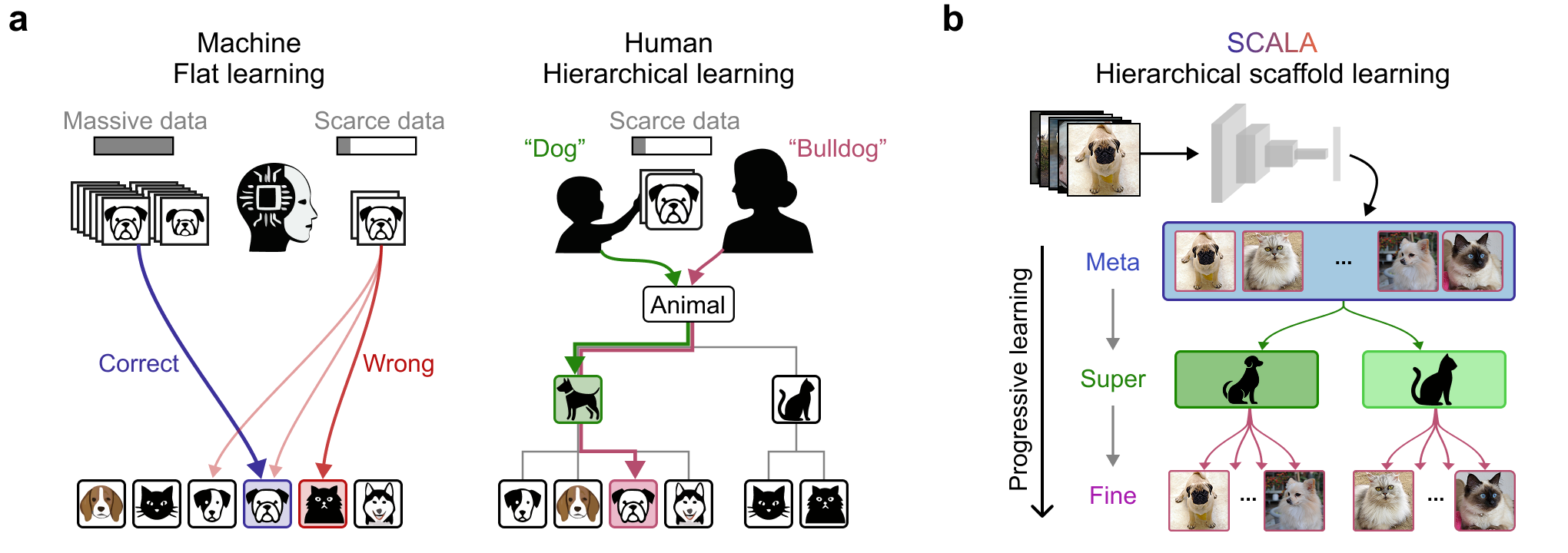Figure 1: Schematic framework of our proposed method: SCALA. (a) Conventional models learn directly from flat labels, which can lead to poor performance under data scarcity. In contrast, humans acquire hierarchical concepts, enabling more sample-efficient learning and robust categorization. (b) Hierarchical scaffold learning restructures the label space into a semantic hierarchy. Early coarse-level supervision provides a structural scaffold that guides progressive refinement of fine-grained distinctions, resulting in improved learning efficiency and representation quality.