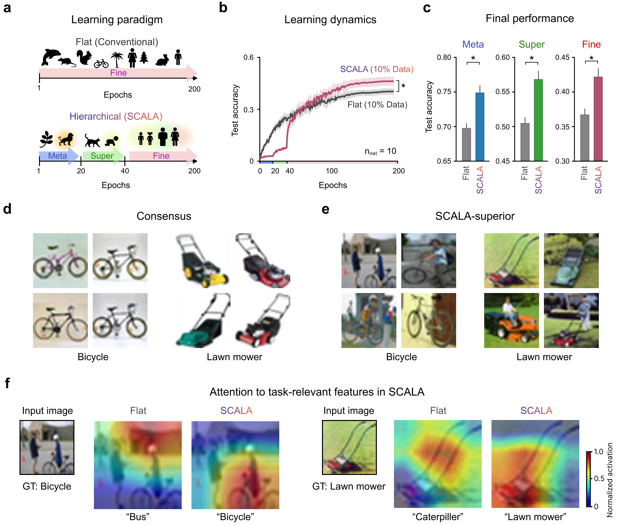 Figure 2: Hierarchical scaffolding enhances performance via human-like selective attention under data scarcity. (a) A conceptual overview contrasting conventional flat-learning with hierarchical learning of SCALA. (b) Test accuracy over training epochs under a 10% data-limited condition. (c) Final test accuracy at the meta-, super-, and fine-grained levels for flat-learning and SCALA. (d) Representative consensus samples correctly classified by both flat-learning and SCALA across 10 independent runs. (e) Challenging samples where SCALA showed consistently superior performance in predicting the correct label while flat-learning failed, often involving significant distractors, spurious background correlations, or multiple objects. (f) Grad-CAM visualization for SCALA-superior samples, demonstrating that while flat-learning attends to background-correlated or irrelevant objects, SCALA focuses consistently on task-relevant features. Text below each heatmap indicates the model prediction; GT denotes the ground-truth class. Colorbar indicates normalized Grad-CAM intensity.